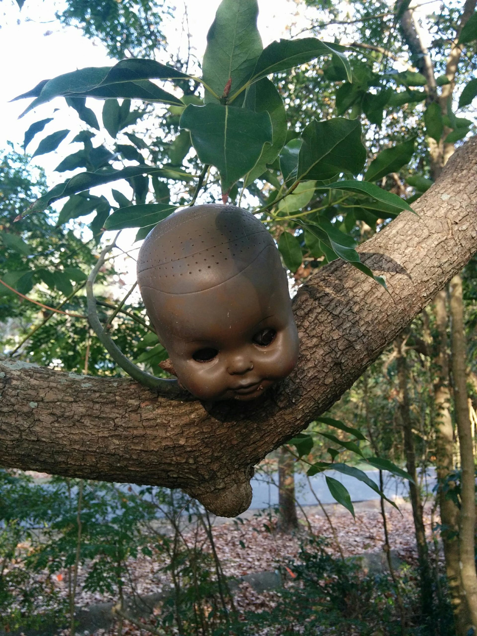 A doll's head with dark skin is positioned in the crook of a tree branch, surrounded by green leaves. The background features a natural setting with scattered fallen leaves on the ground. Mount Dora Trail mountain bike trail.