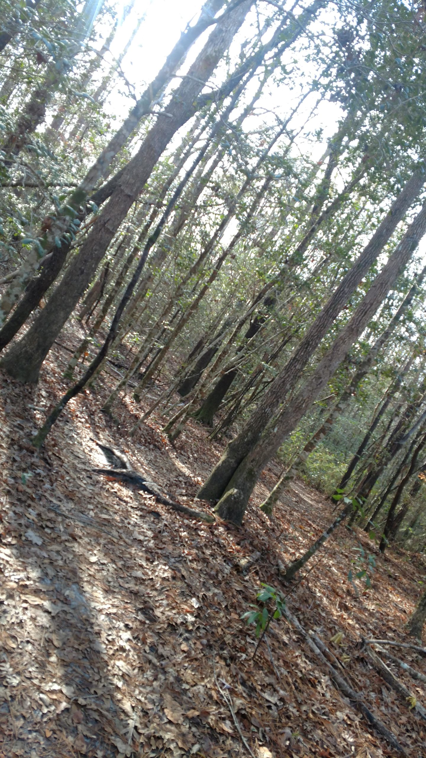 A wooded area with tall trees and a ground covered in fallen leaves, creating a natural forest pathway. The sunlight filters through the trees, illuminating parts of the forest. The scene conveys a serene and peaceful atmosphere. Brunswick Nature Park mountain bike trail.