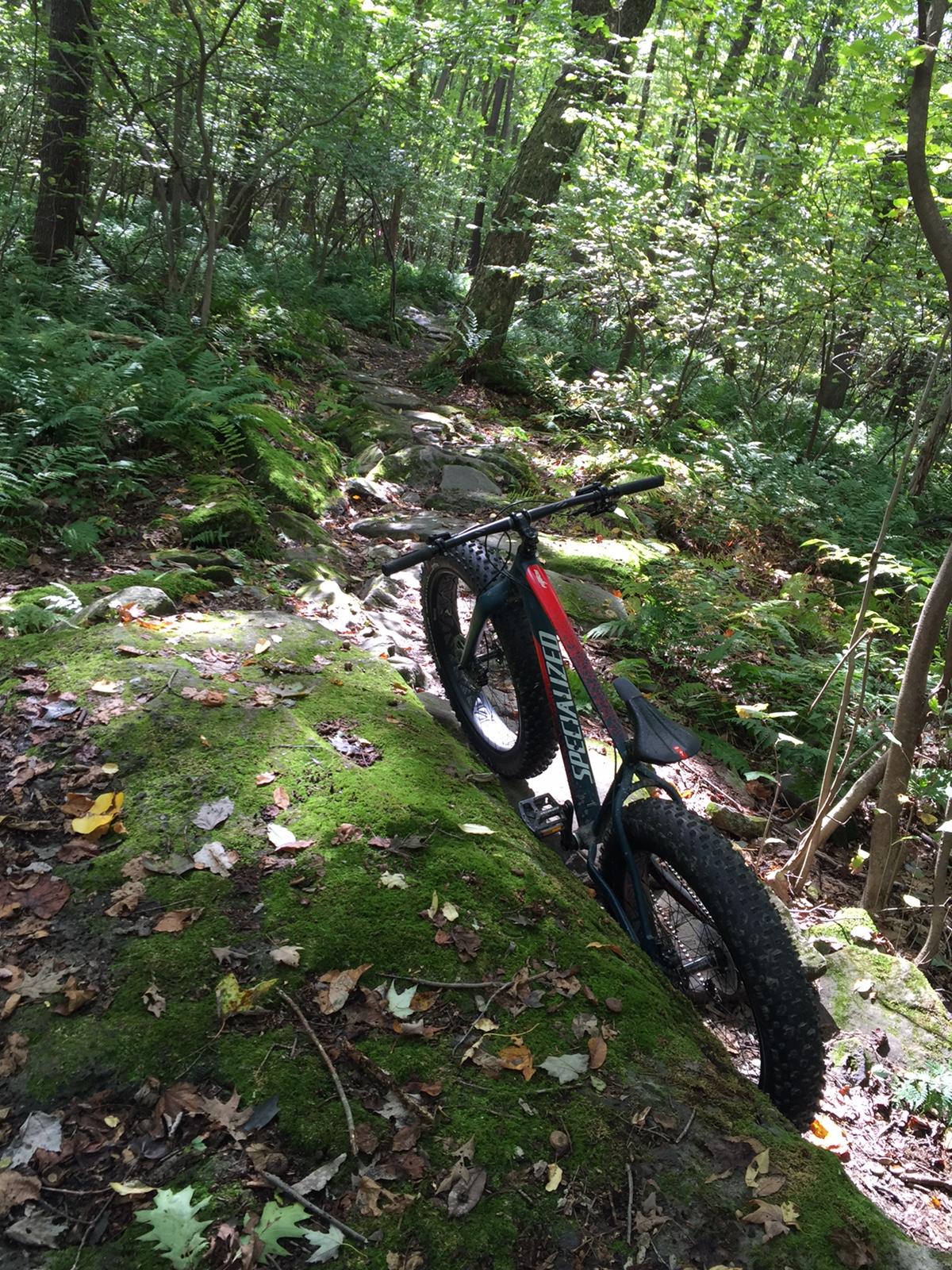 Specialized Fatboy Pro: A mountain bike parked on a moss-covered rock in a lush, green forest trail, surrounded by ferns and trees. Sunlight filters through the leaves, creating dappled light on the ground.