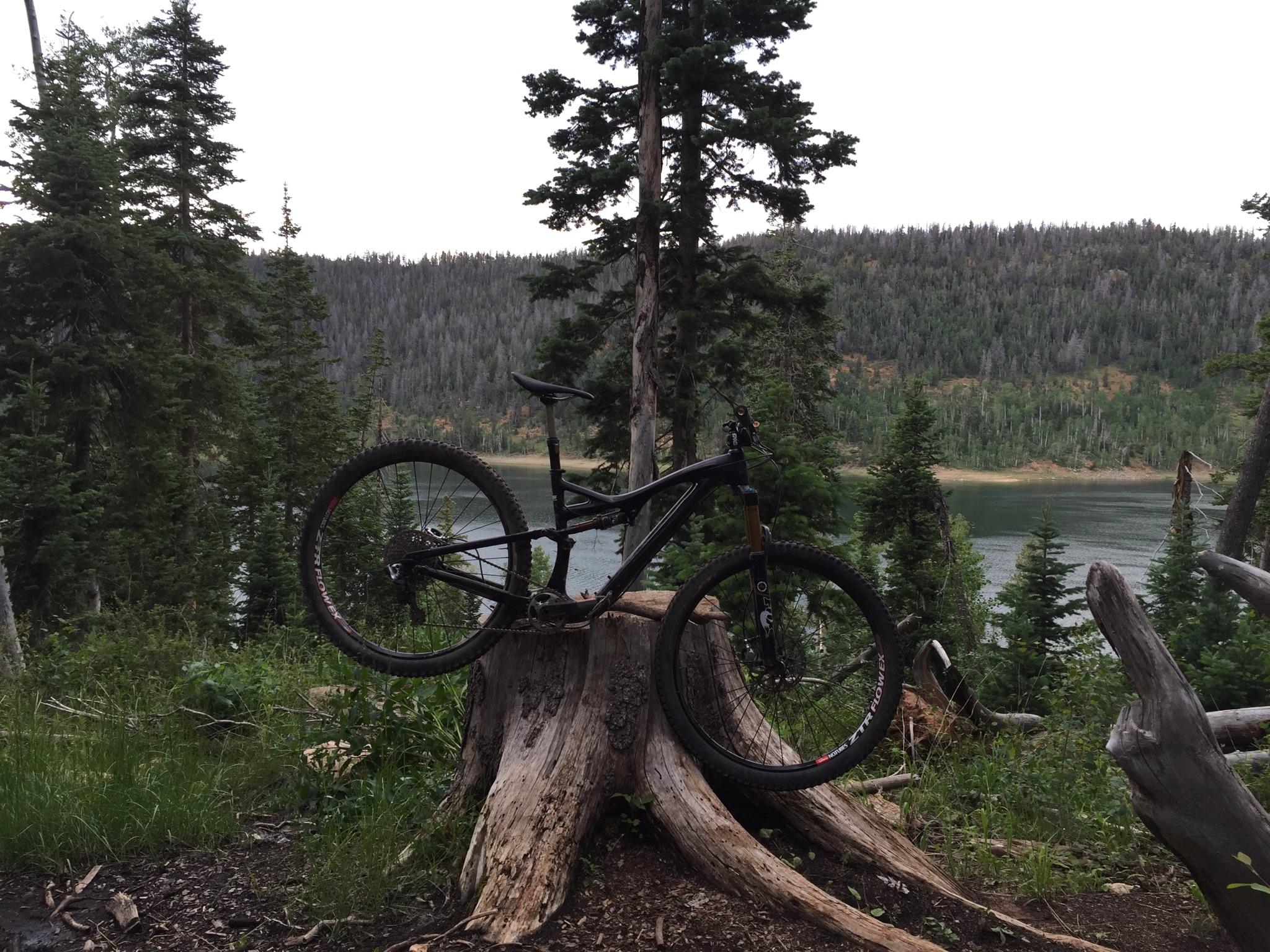 Specialized Stumpjumper: A mountain bike resting on a large tree stump in a forested area, with a serene lake and rolling hills in the background. The scene is surrounded by tall pine trees and lush greenery, showcasing a peaceful outdoor landscape.