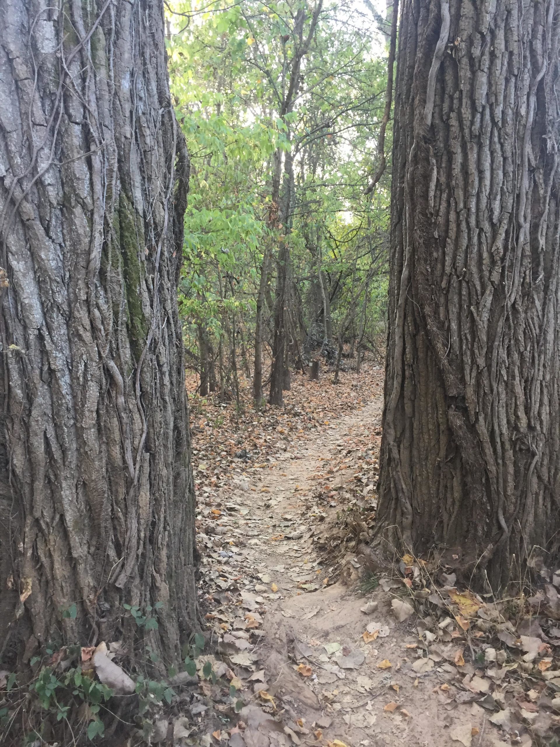 A narrow dirt path winding through a forest, flanked by two large trees with textured bark. The ground is covered with fallen leaves, and greenery is visible in the background, suggesting a tranquil natural setting. Springhill Park mountain bike trail.