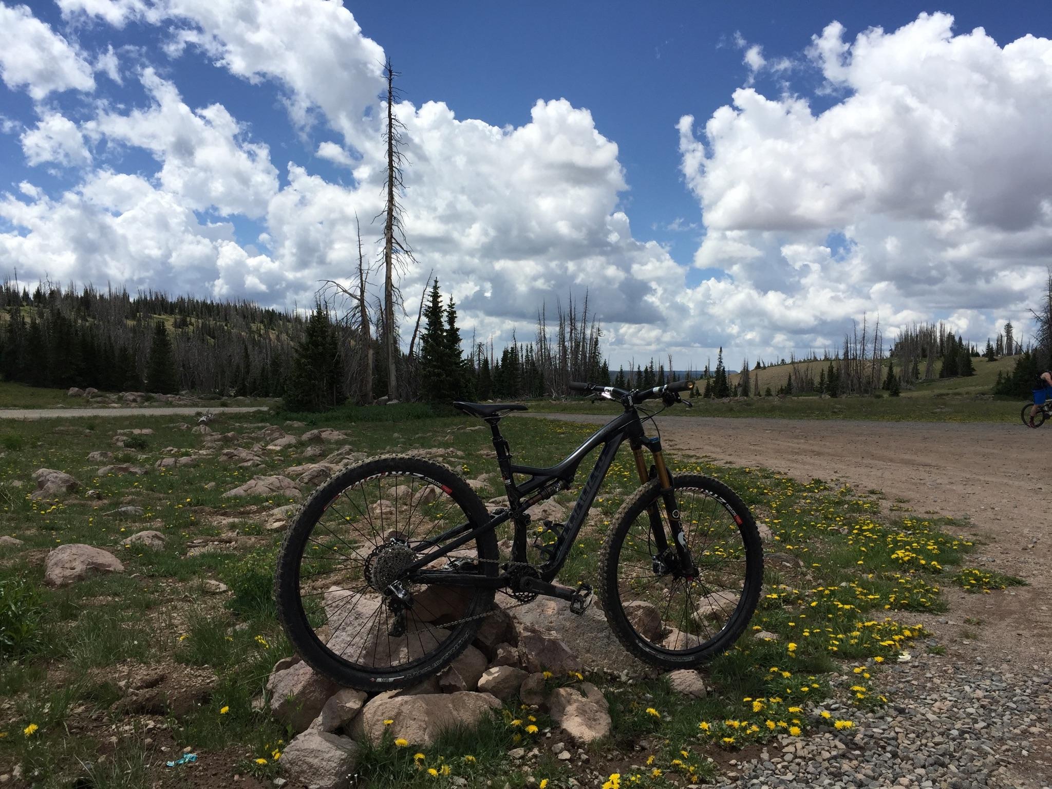Specialized Stumpjumper: A mountain bike leaning against a rock in a grassy area, surrounded by wildflowers. In the background, there are trees and a dirt path under a blue sky filled with fluffy white clouds.