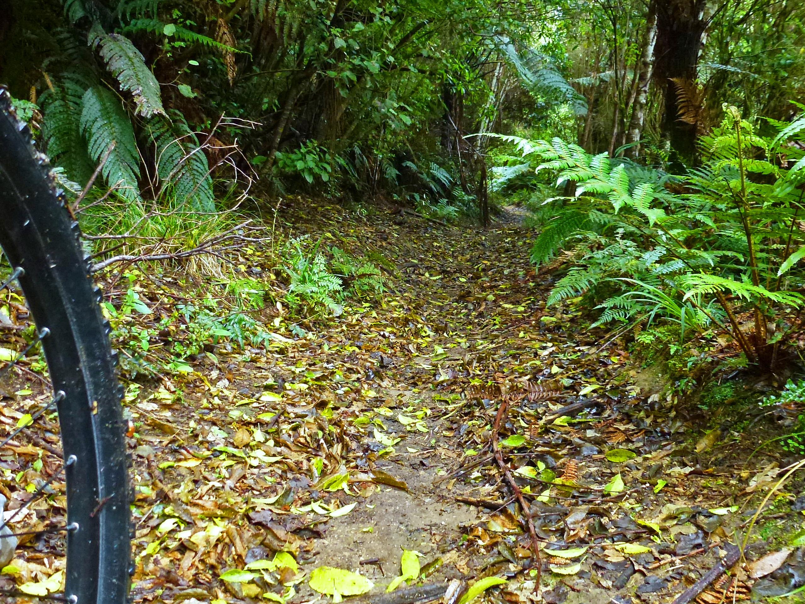 A narrow dirt path surrounded by lush greenery, including ferns and foliage, with scattered leaves on the ground. The side of a bicycle wheel is visible on the left, indicating an outdoor setting ideal for biking or hiking. Western Okataina Walkway mountain bike trail.