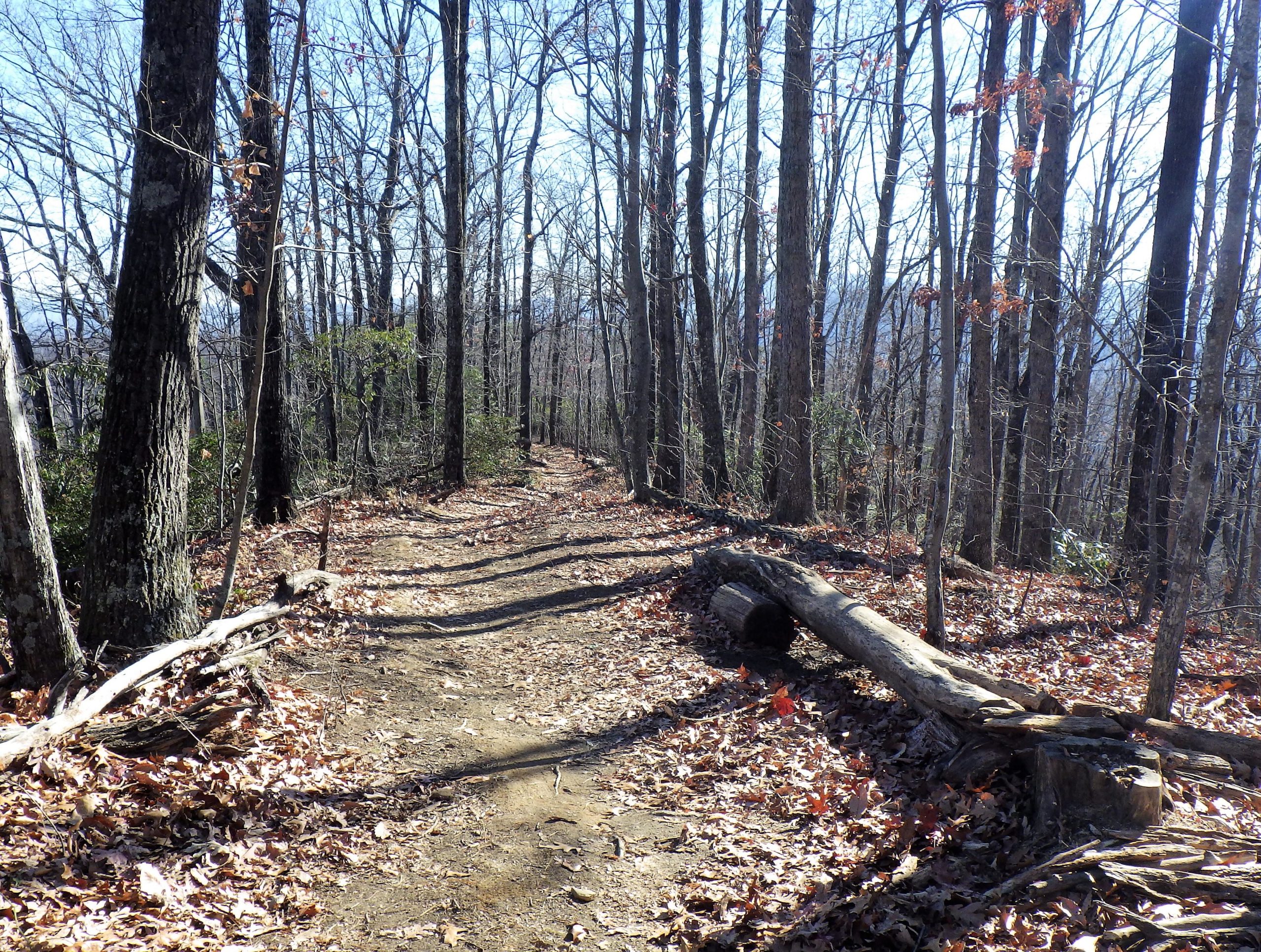 A dirt hiking trail winding through a forest of bare trees, with scattered fallen leaves covering the ground. Sunlight filters through the trees, casting long shadows along the path. A log lies to the side of the trail, surrounded by bushes. Kitsuma mountain bike trail.