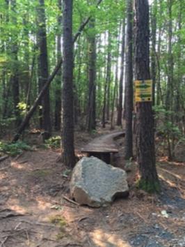 A wooded path through a forest, featuring tall trees with green foliage. A large rock is positioned on the ground beside the trail, which leads to a wooden bench. A yellow sign is visible on a nearby tree, indicating trail information. Whipper Snapper mountain bike trail.