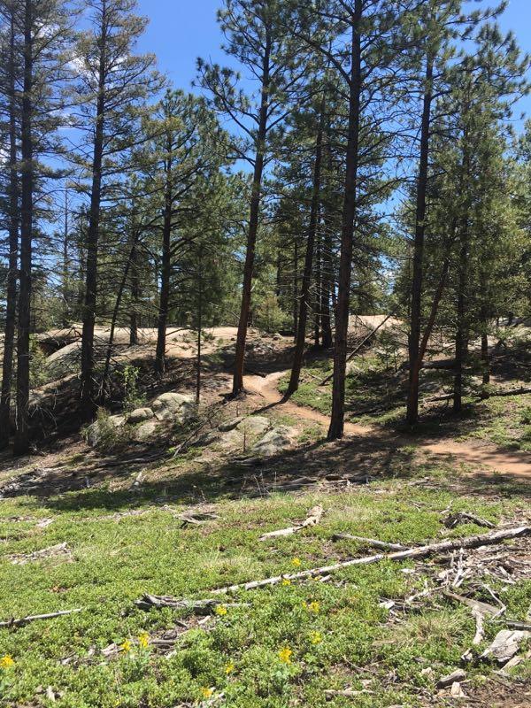 A sunny forest landscape featuring tall pine trees, a dirt path winding through the greenery, and patches of grass and wildflowers. The scene includes rocky outcrops in the background under a clear blue sky. Little Scraggy mountain bike trail.