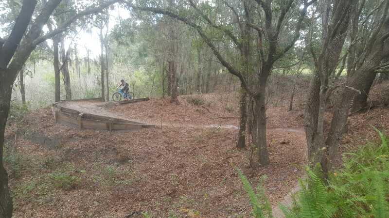 A person riding a bicycle on a dirt trail winding through a forested area, with trees surrounding the path and fallen leaves covering the ground. There is a wooden ramp in the foreground, and the scene is set in a natural, wooded environment. Balm Boyette Scrub Preserve mountain bike trail.