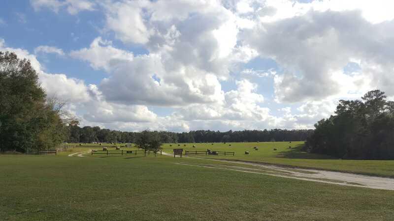 A scenic view of a lush green field under a partly cloudy sky. In the foreground, a pathway winds through the grass, with benches visible along the way. The background features a wide expanse of grass dotted with livestock and bordered by trees. San Felasco Hammock Preserve mountain bike trail.