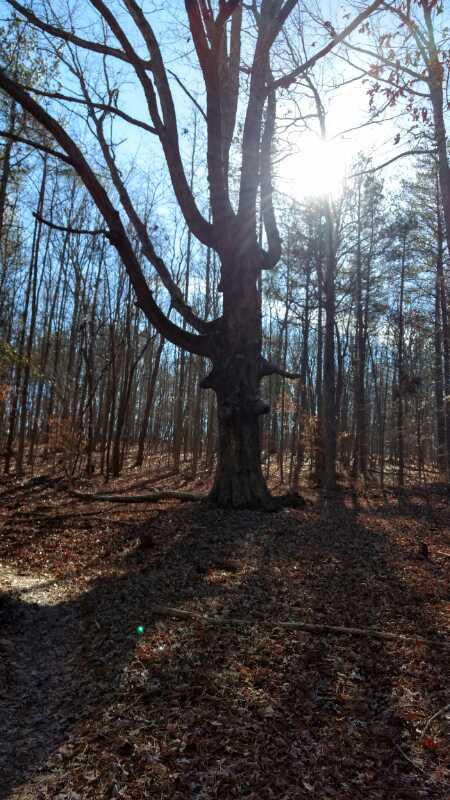 A tall, leafless tree stands in a forest during the daytime, with sunlight glowing behind it. The ground is covered in brown, fallen leaves, and other trees are visible in the background, showcasing a tranquil and natural setting. Chicopee Woods mountain bike trail.