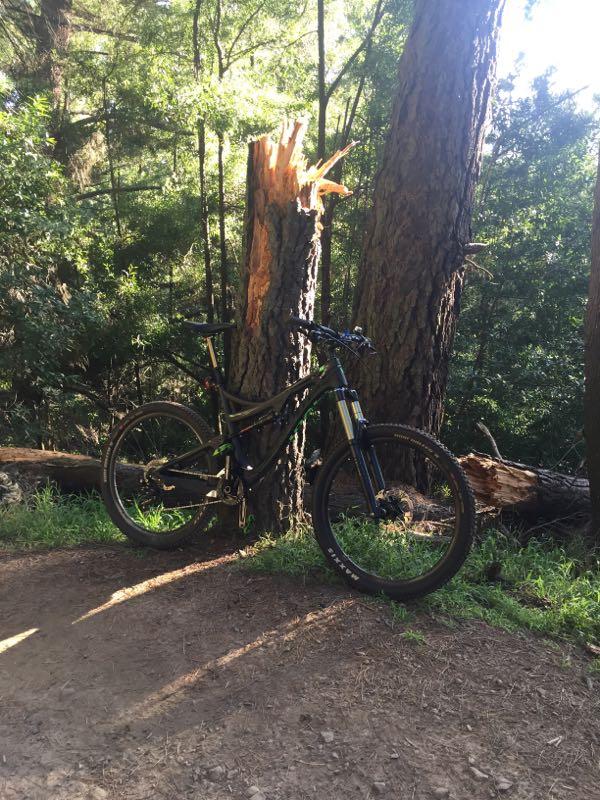 A mountain bike leaning against a large, cut tree stump in a forested area, surrounded by tall trees and greenery. Sunlight filters through the leaves, creating a dappled light effect on the dirt path. Joaquin Miller mountain bike trail.