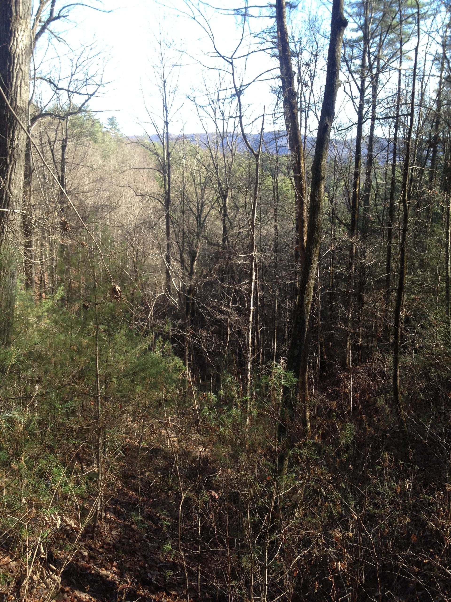 A dense forest scene featuring a variety of trees, including bare branches and evergreens, with a view of the landscape in the background. The ground is covered with leafy underbrush and the view extends into the distance, revealing rolling hills beneath a clear sky. Pinhoti Trail: P1 / Bear Creek Pinhoti mountain bike trail.