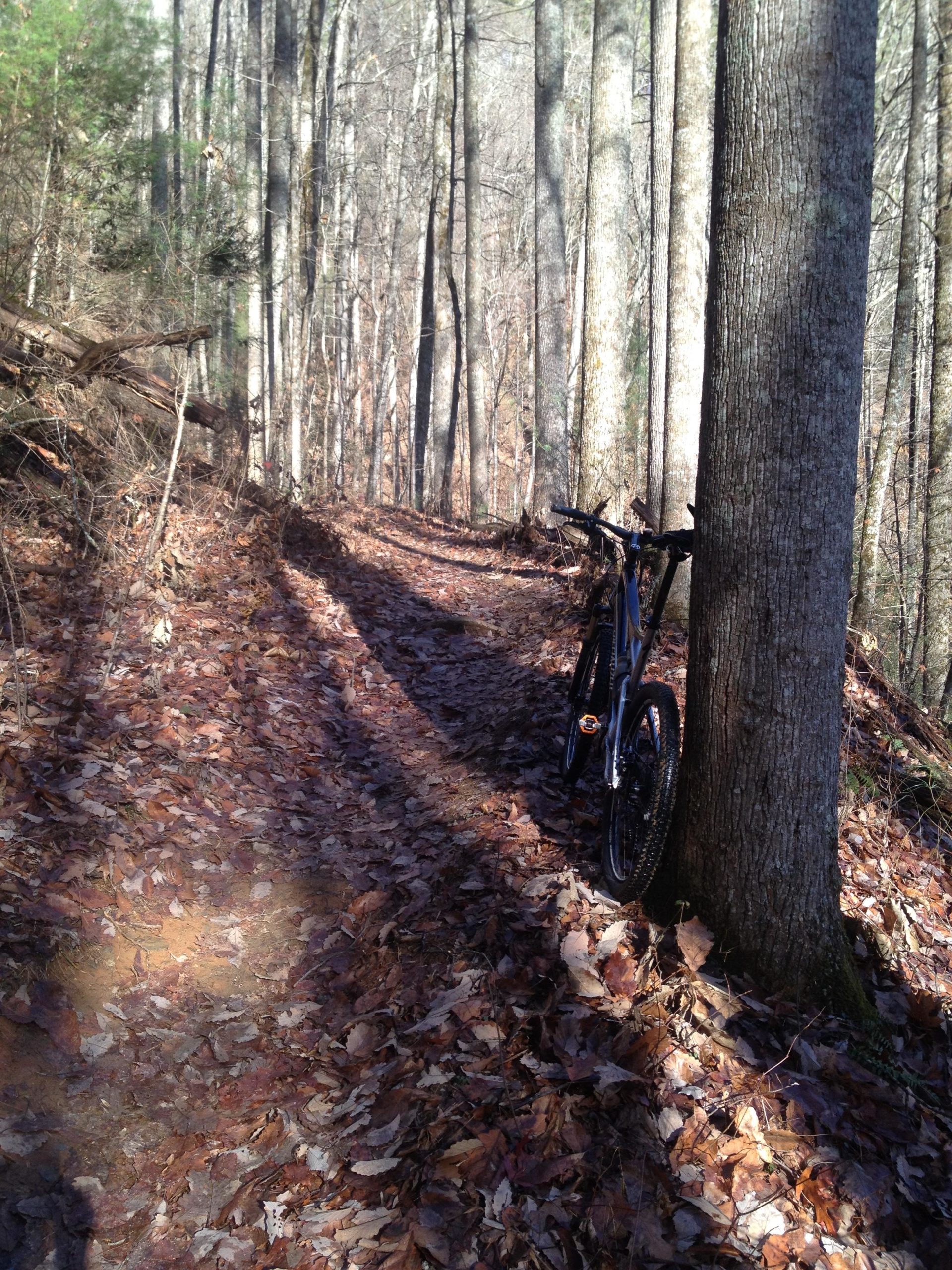 A mountain bike leaning against a tree on a dirt trail surrounded by tall trees and scattered fallen leaves. The sun casts shadows on the path, indicating a sunny day in a wooded area. Pinhoti Trail: P1 / Bear Creek Pinhoti mountain bike trail.