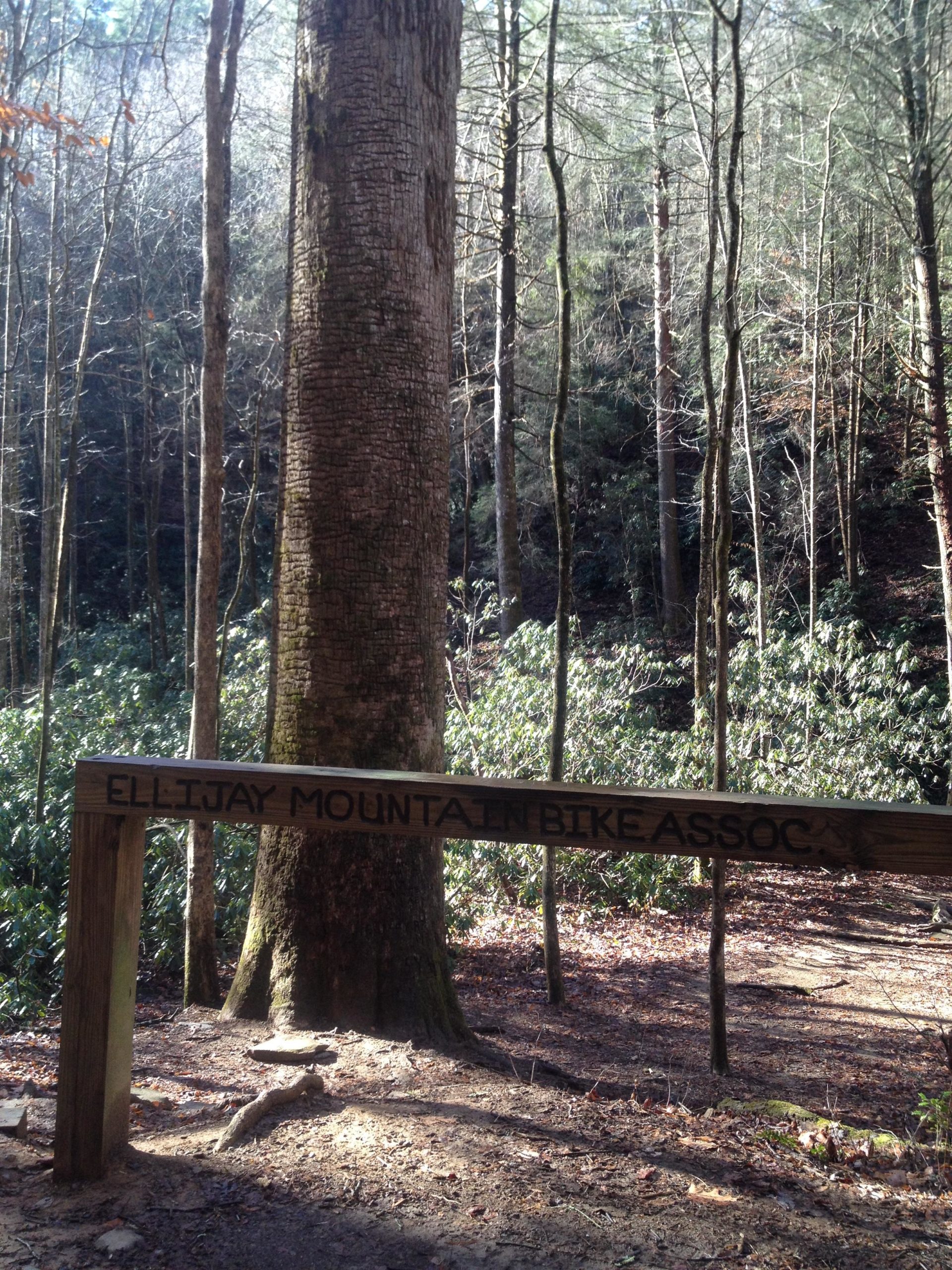 A wooden sign reading "Ellijay Mountain Bike Assoc." positioned near a large tree, with a forested area in the background featuring various trees and underbrush. The scene is illuminated by sunlight filtering through the branches. Pinhoti Trail: P1 / Bear Creek Pinhoti mountain bike trail.
