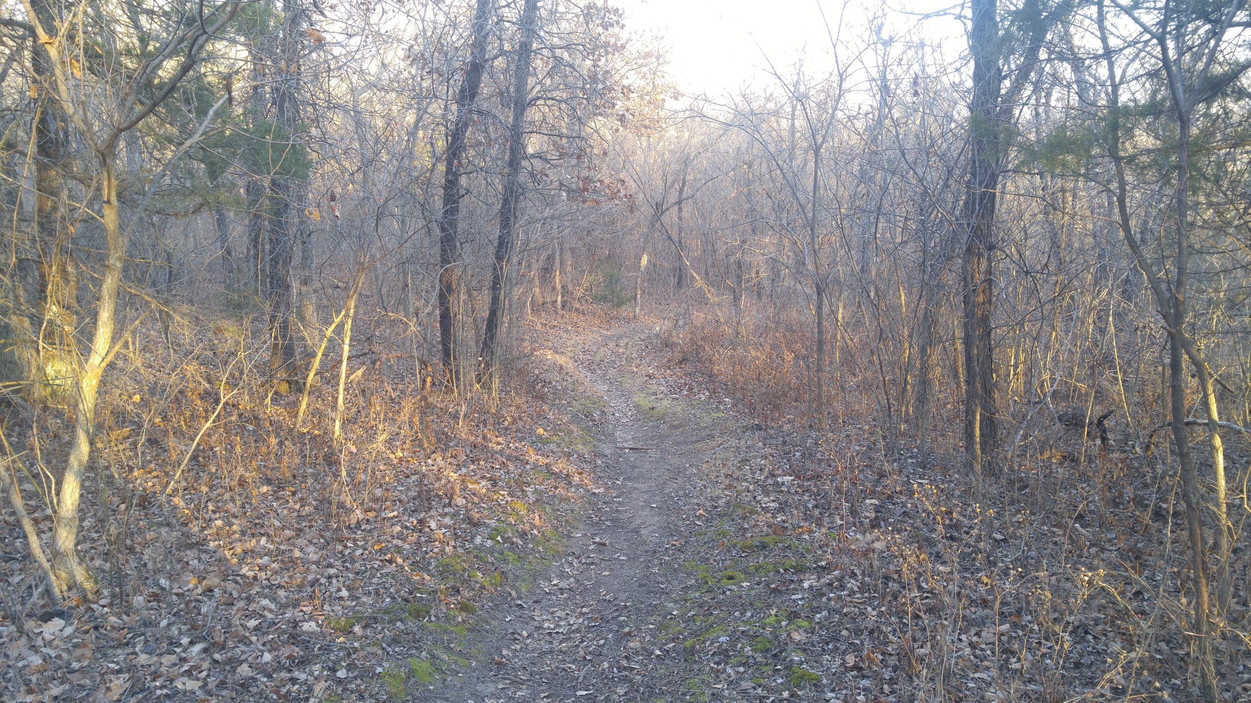 A narrow dirt path winding through a forest of bare trees and scattered leaves, with soft sunlight filtering through the branches. The scene conveys a tranquil, natural setting, inviting exploration. Camp Horizon mountain bike trail.