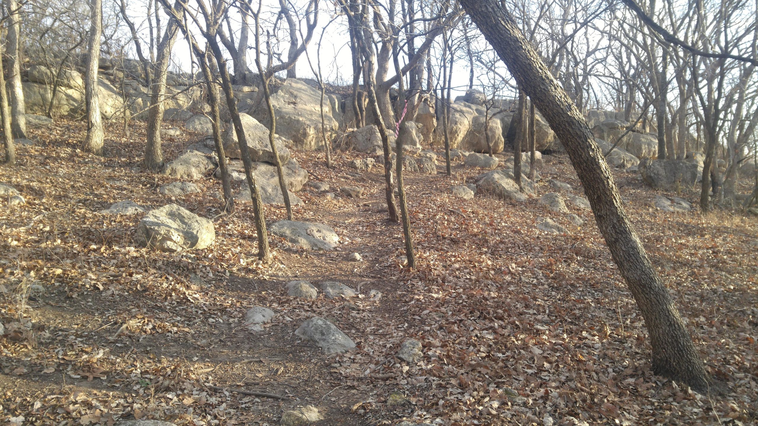 A rocky woodland area covered with fallen leaves and sparse trees, with boulders visible in the background. The scene appears to be in early spring or late fall, showcasing a natural landscape with a winding path through the underbrush. Camp Horizon mountain bike trail.
