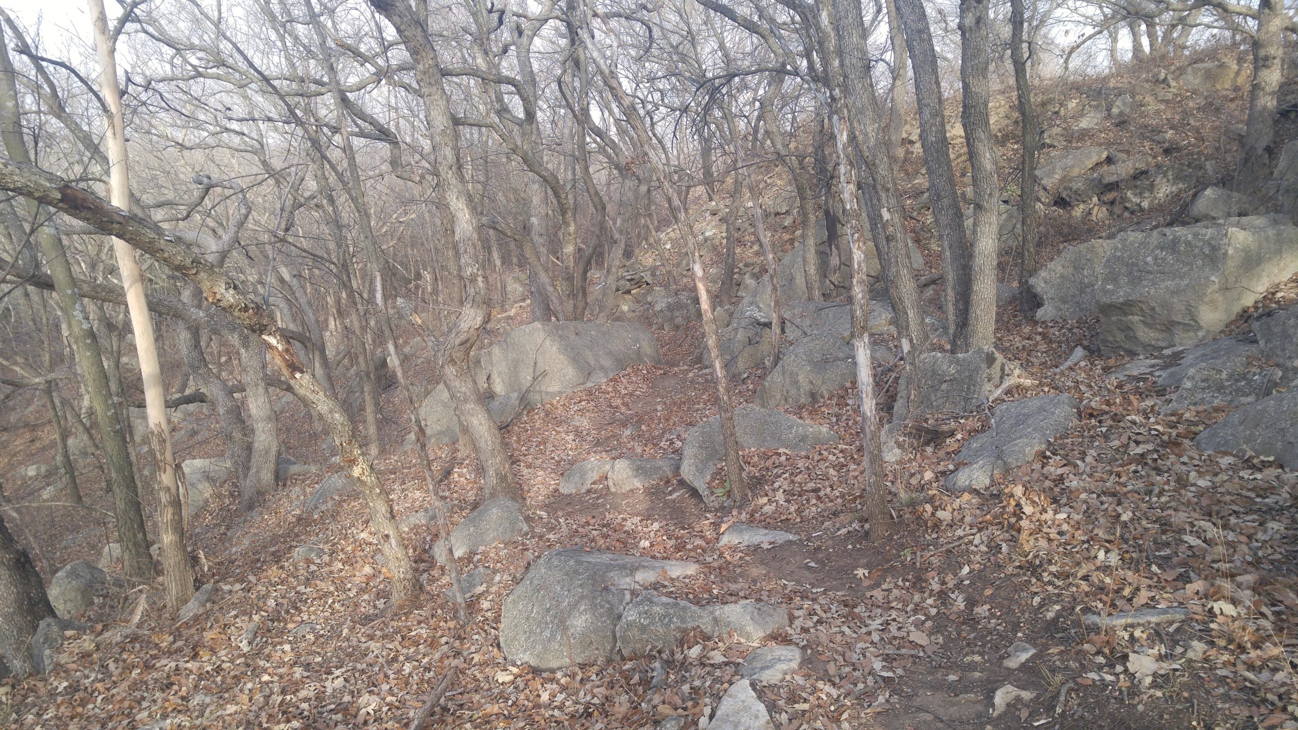 A winding dirt path surrounded by bare trees and large rocks, covered with fallen leaves, in a wooded area. The scene captures an earthy landscape with a tranquil, natural feel. Camp Horizon mountain bike trail.