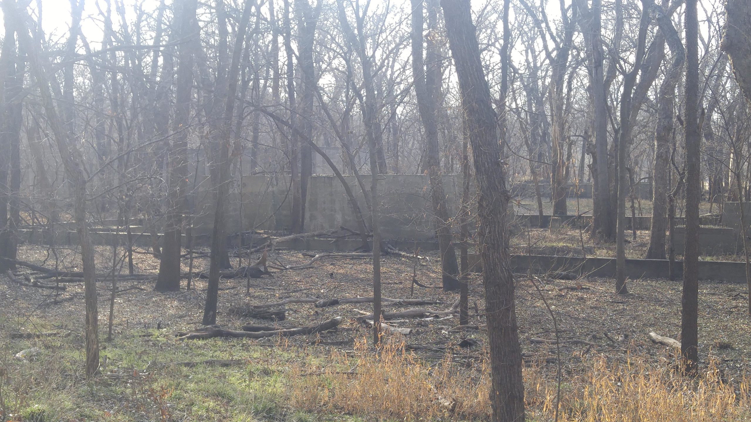 A foggy forest scene with bare trees and scattered logs, revealing remnants of concrete structures partially obscured by vegetation. The ground shows signs of previous burn with patches of green grass and dry grass visible. Camp Horizon mountain bike trail.