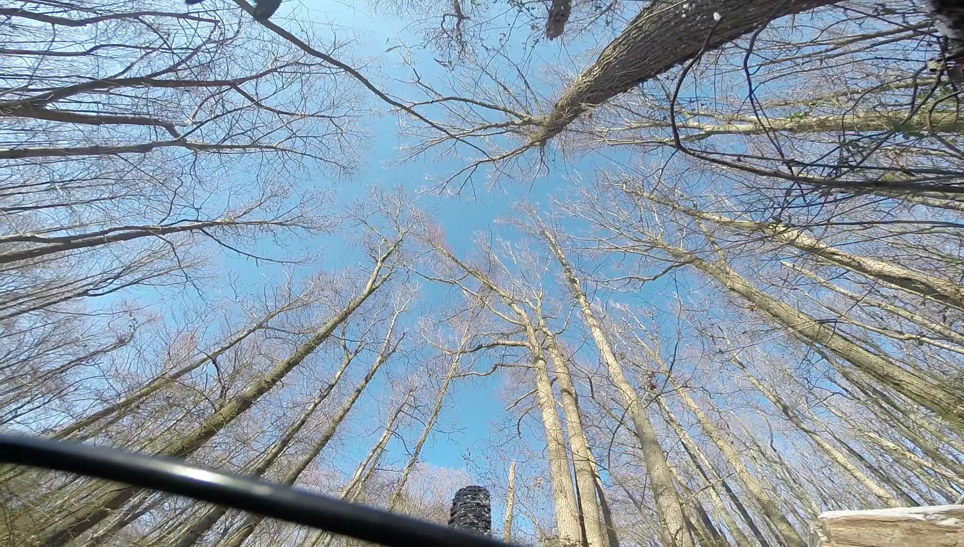 A view looking up through a forest canopy, showcasing tall, bare trees against a clear blue sky. The image captures the intricate branches against the backdrop of the sky, with a hint of a stone structure in the foreground. Wolfes Pond park mountain bike trail.