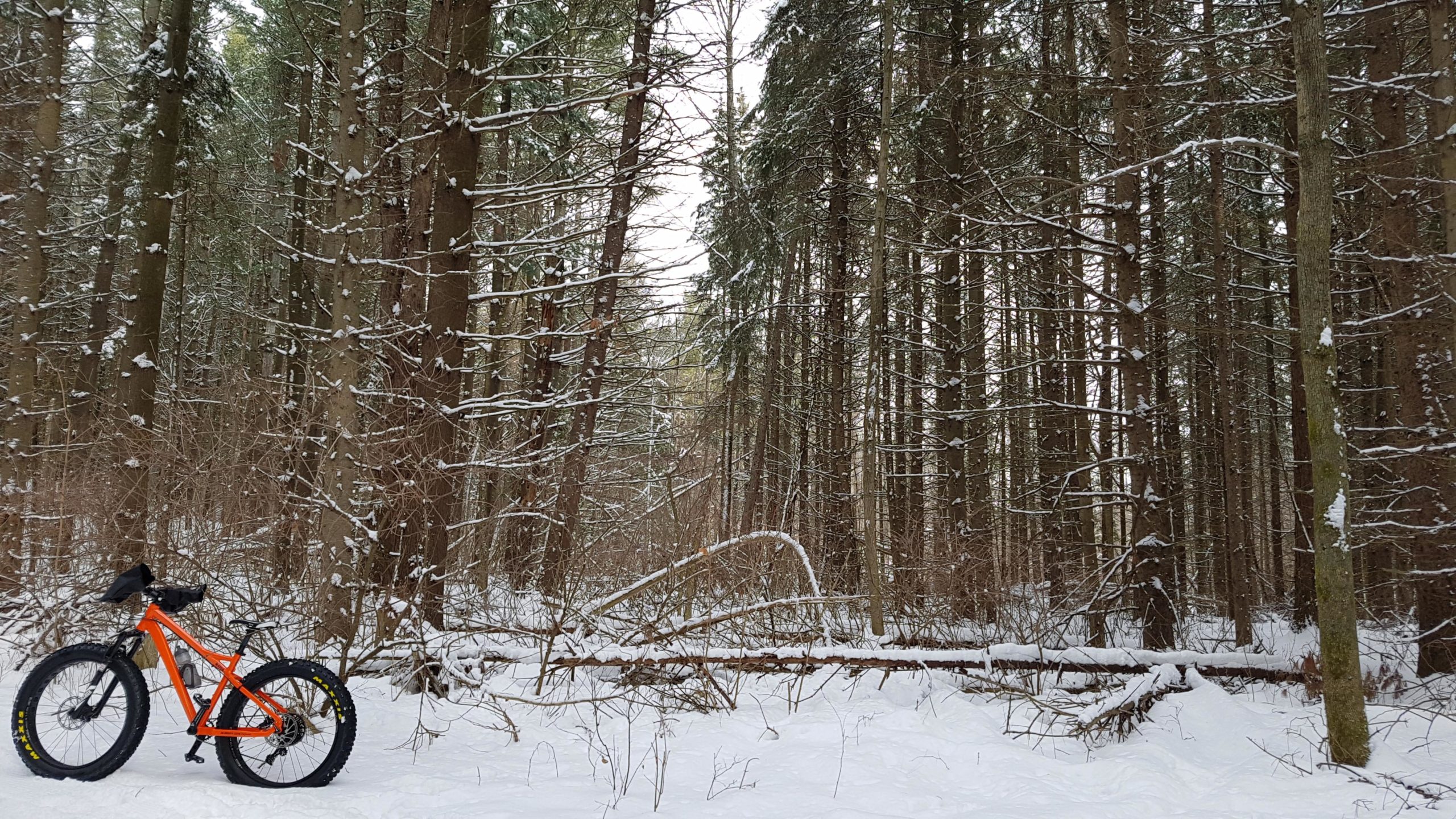 An orange fat bike rests in a snowy forest, surrounded by tall, snow-dusted trees. The ground is blanketed in fresh snow, creating a serene winter landscape. Albion Hills mountain bike trail.