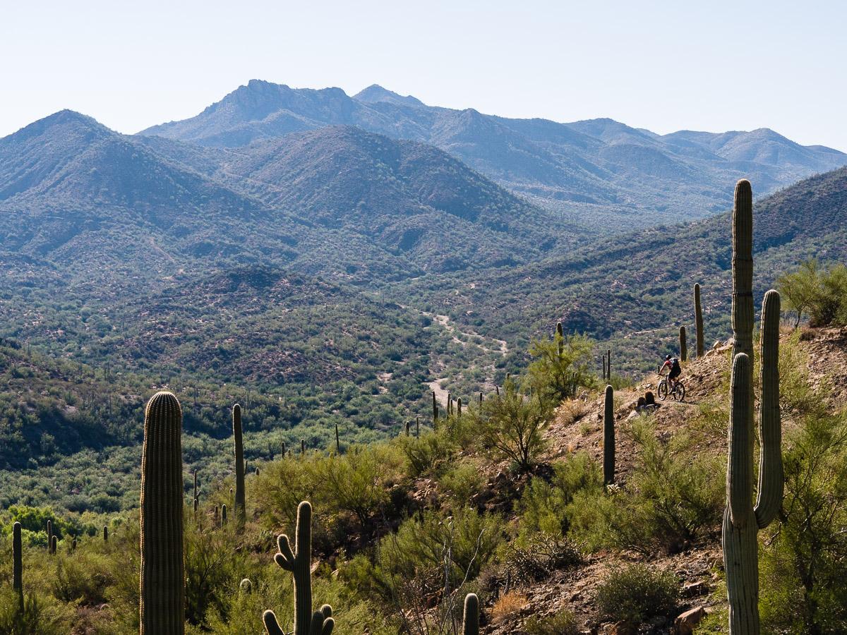 A scenic view of a mountainous desert landscape featuring tall saguaro cacti in the foreground, rolling hills, and distant mountains under a clear blue sky. A mountain biker is navigating a trail along the hillside, surrounded by lush greenery. Arizona Trail mountain bike trail.
