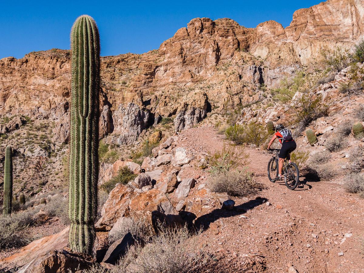 A mountain biker riding on a narrow trail through a desert landscape, featuring tall cacti and rocky terrain, under a clear blue sky. Arizona Trail mountain bike trail.