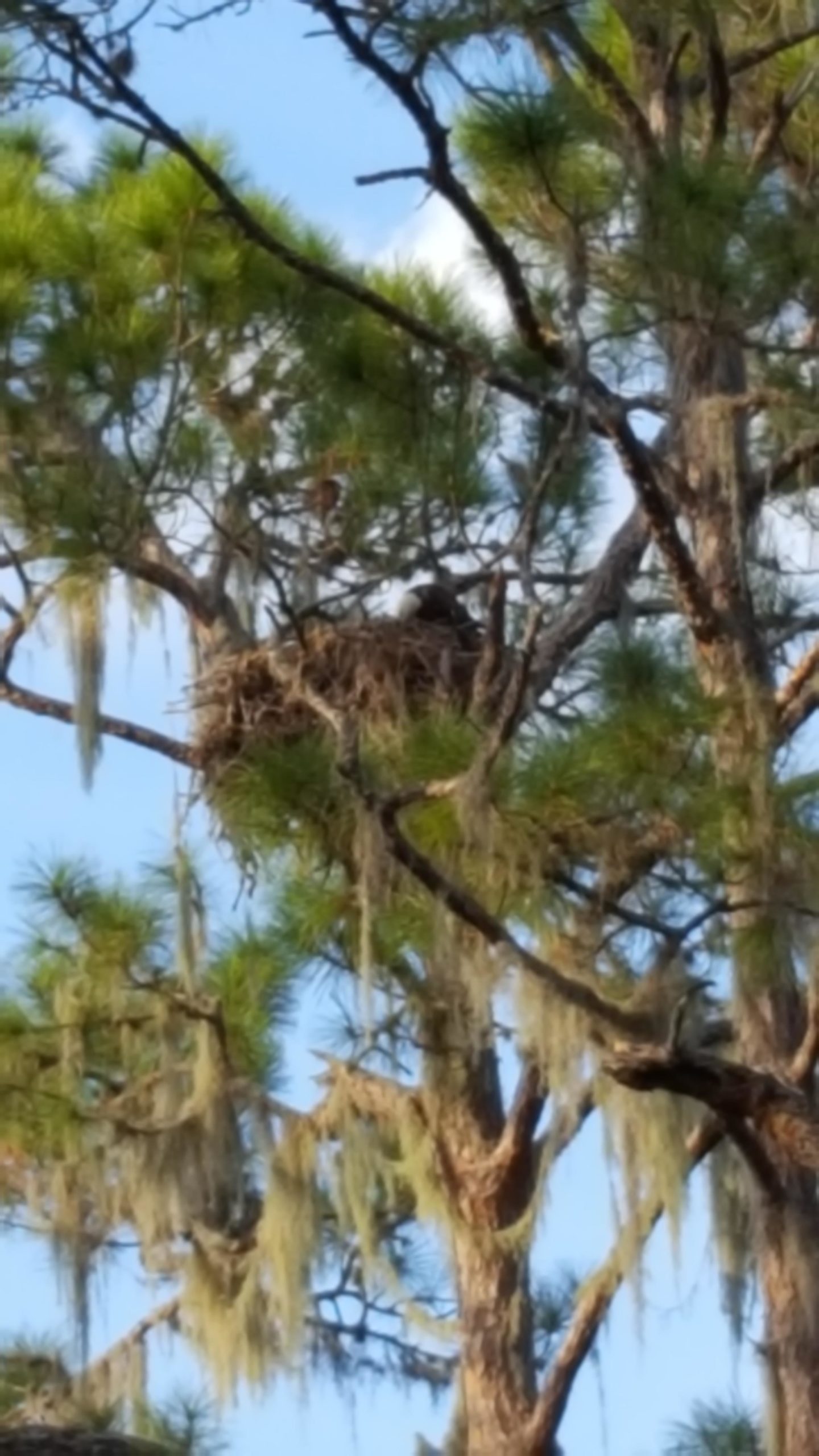 A large bird's nest perched high in a tree, surrounded by green pine needles and Spanish moss, against a blue sky with a few clouds. Lake Kissimmee State Park mountain bike trail.