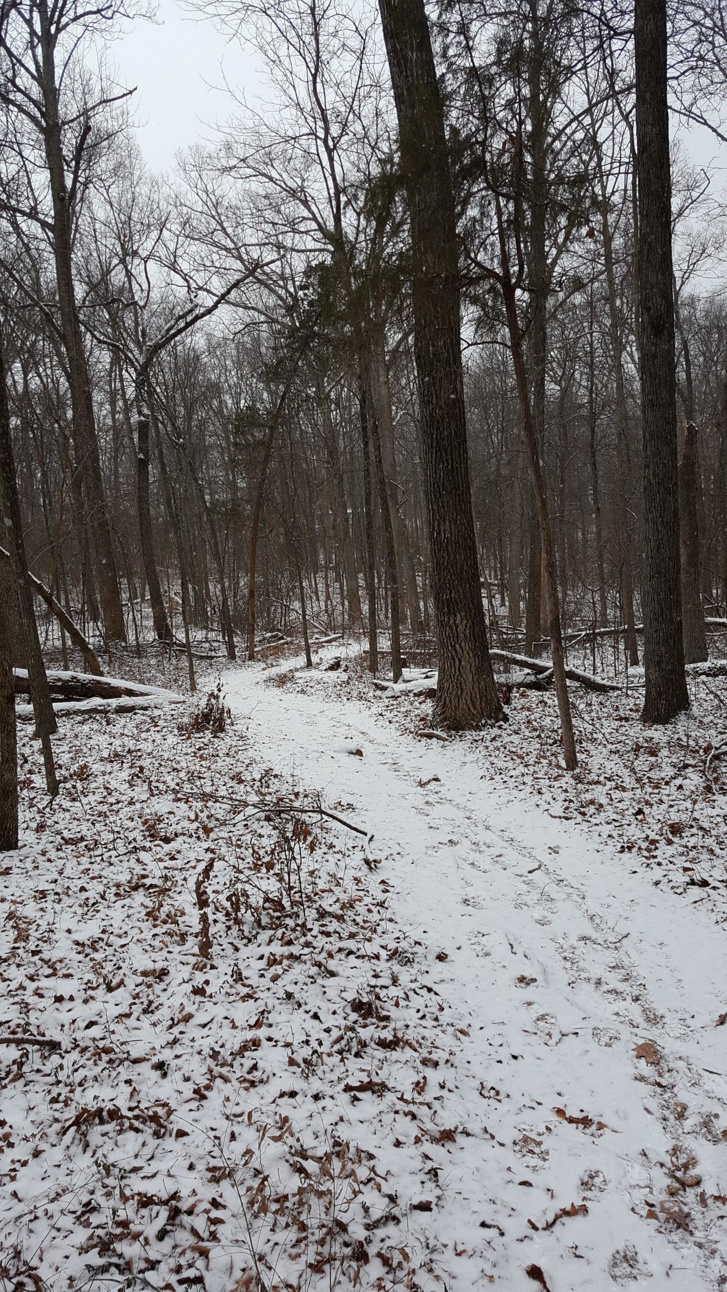 A snow-covered forest path surrounded by bare trees, with fallen leaves scattered on the ground. The scene is calm and tranquil, with a gray sky overhead. Conway Robinson State Forest mountain bike trail.