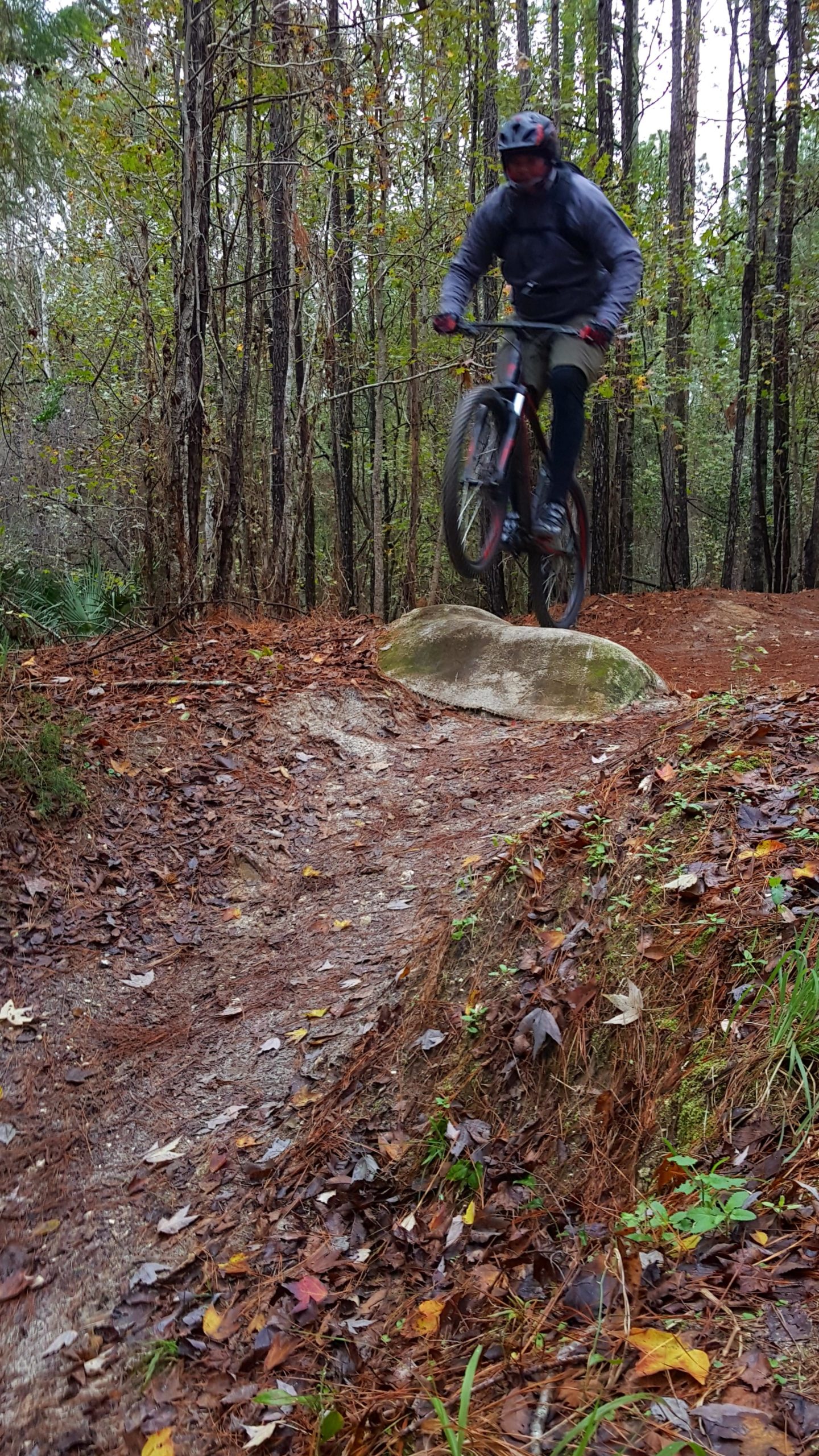 A mountain biker jumping off a slick rock formation on a muddy trail, surrounded by tall trees with autumn foliage. Tillie Fowler Regional Park mountain bike trail.