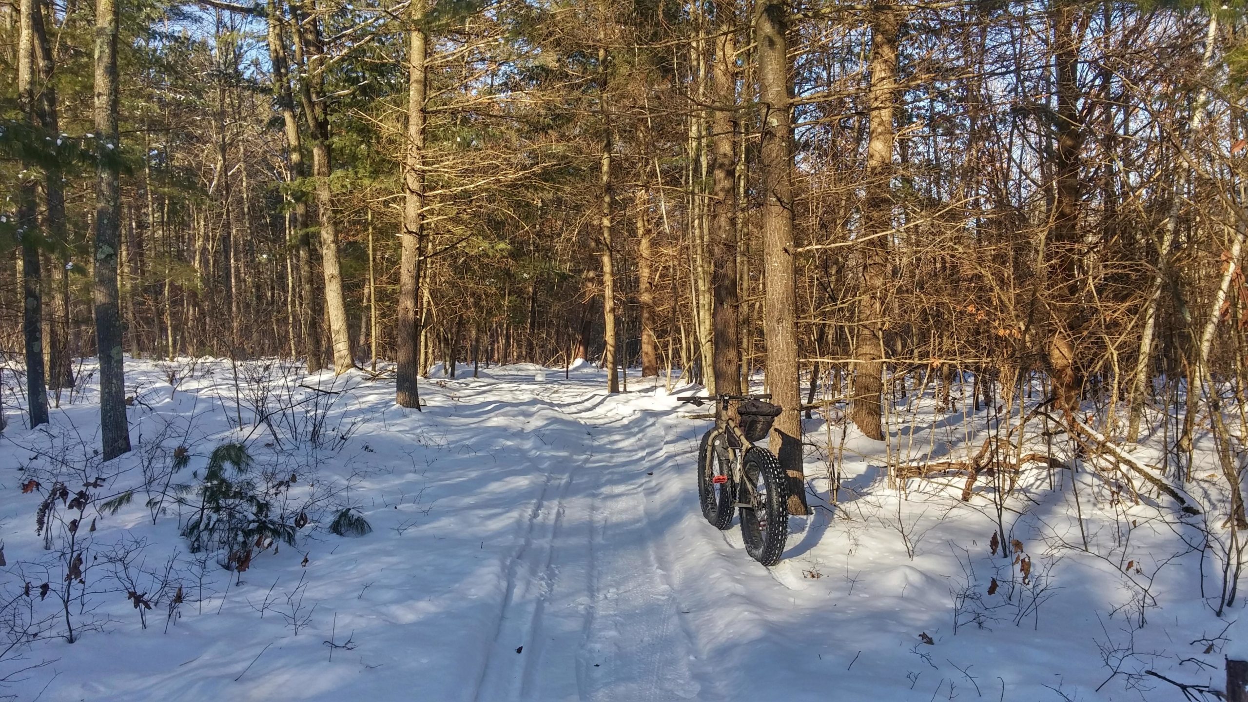 A snow-covered forest path with tall trees on either side and a fat bike parked on the side of the trail. The ground is blanketed in white snow, and shafts of sunlight filter through the trees, creating a serene winter scene. Levis Mounds mountain bike trail.