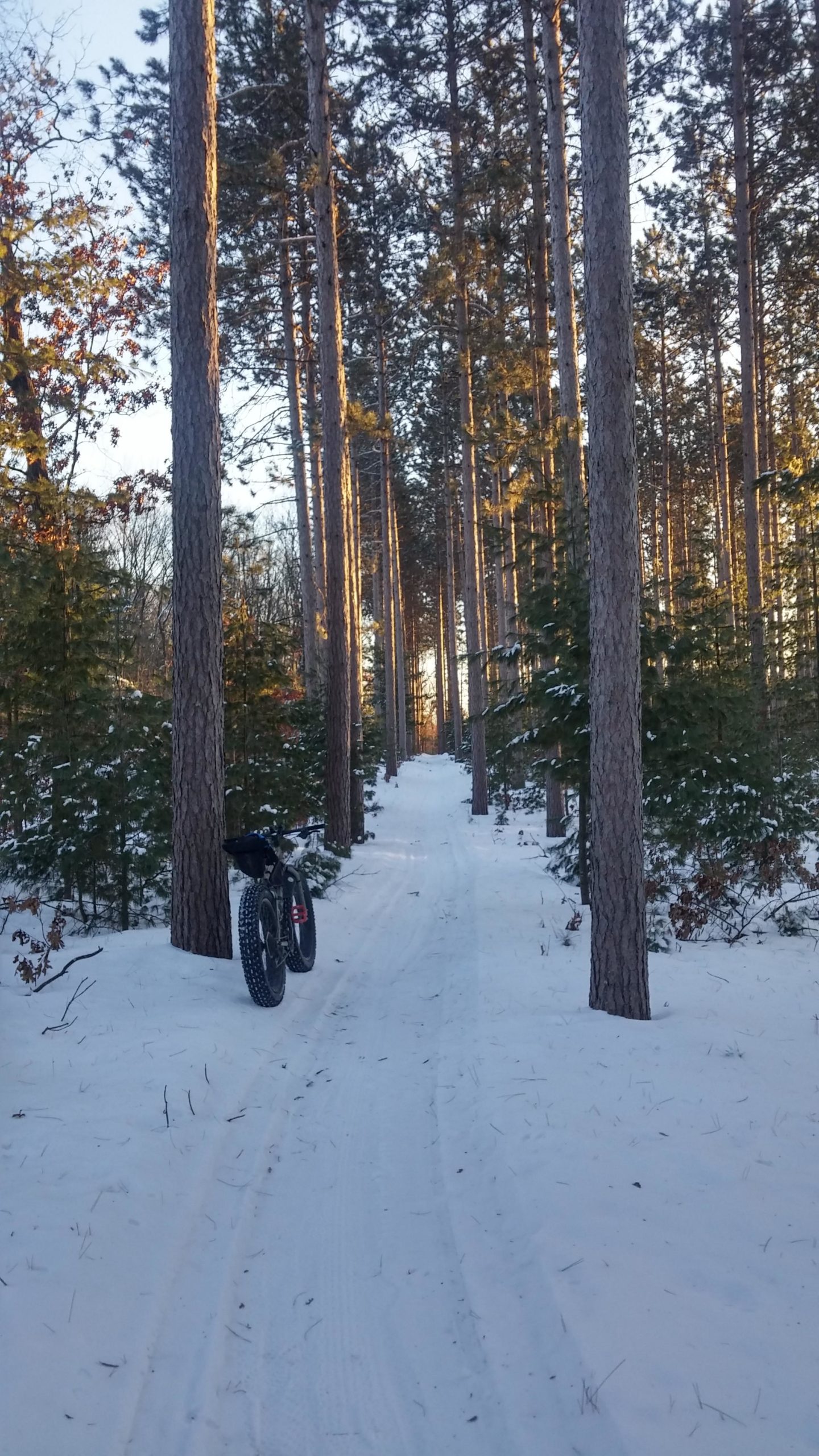A snow-covered trail winding through a forest of tall pine trees, with a fat bike parked on the left side. The soft morning light filters through the trees, creating a serene winter landscape. Levis Mounds mountain bike trail.