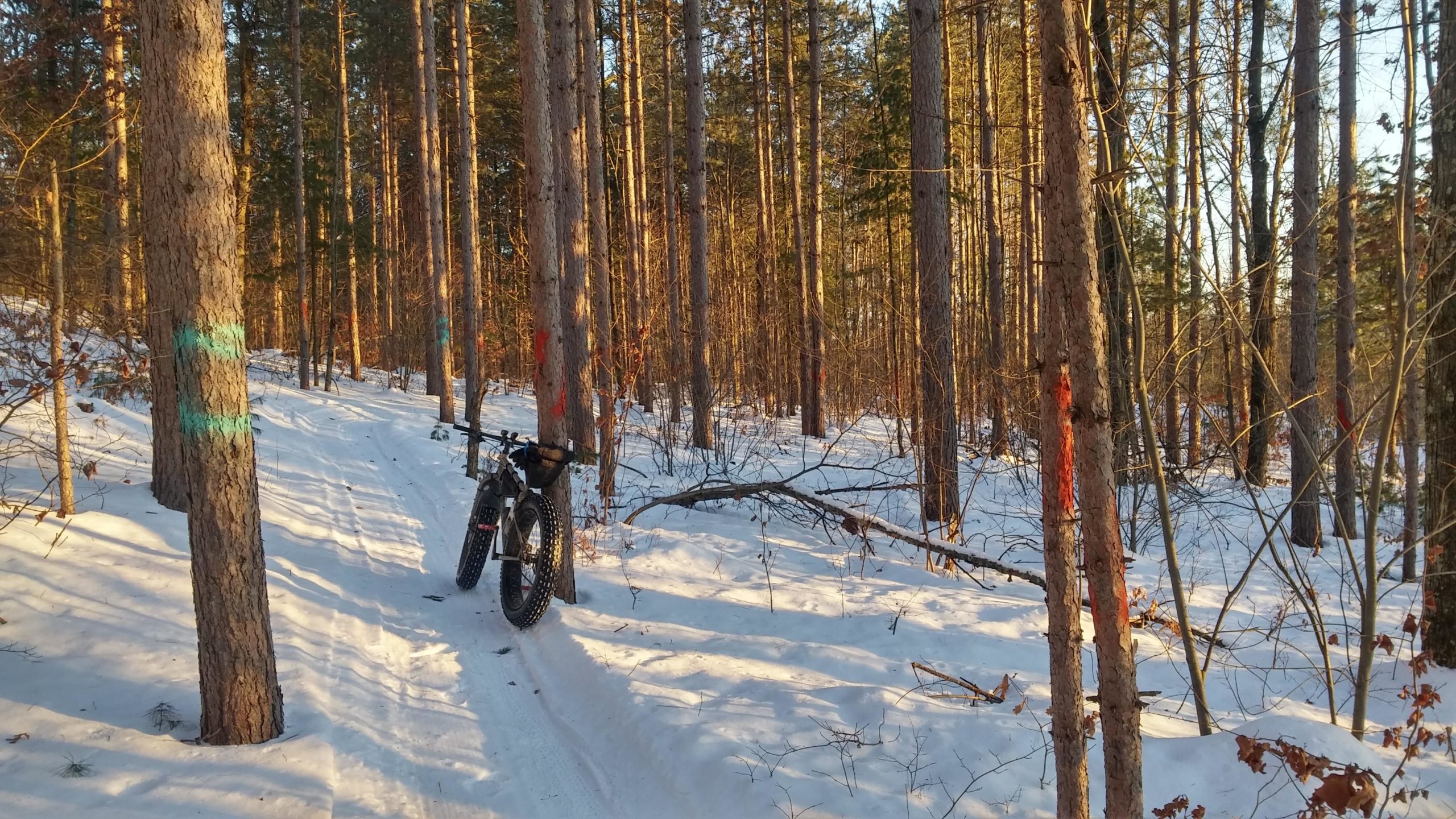 A snow-covered forest path with tall trees lining the sides. A fat-tire bike leans against a tree on the left, and colorful markings on the trees indicate trail routes. The scene is lit by warm sunlight, creating a serene winter atmosphere. Levis Mounds mountain bike trail.