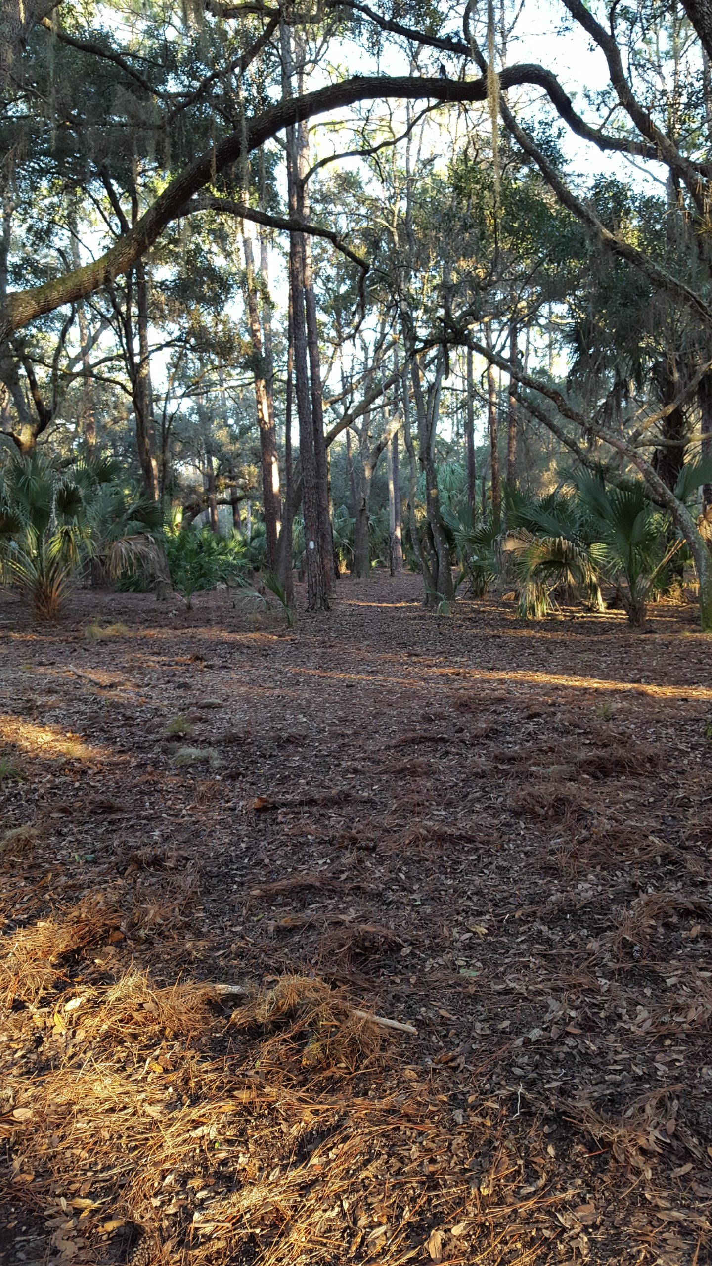 A tranquil forest scene featuring tall trees with sprawling branches, dappled sunlight filtering through the leaves, and a ground covered in pine needles and leaves. Small palm-like plants can be seen in the background, adding to the lush green environment. Lake Kissimmee State Park mountain bike trail.
