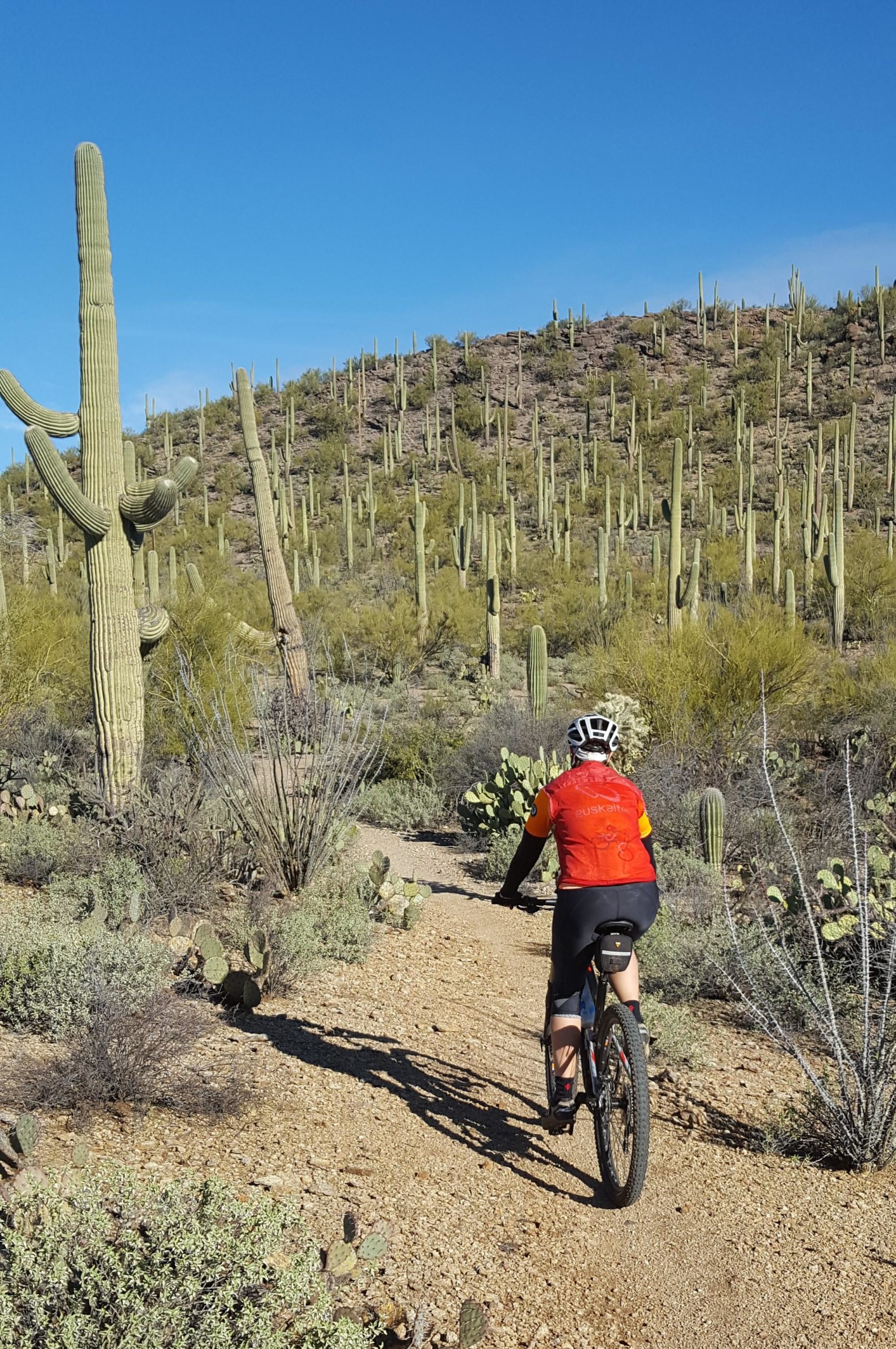 A mountain biker rides along a gravel path through a desert landscape, surrounded by tall saguaro cacti and other desert vegetation under a clear blue sky. Robles Pass mountain bike trail.