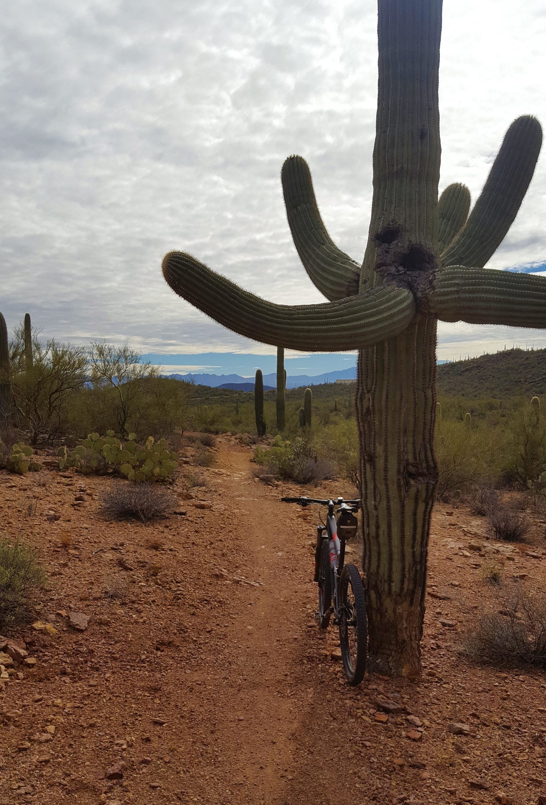 A mountain bike leaning against a large saguaro cactus on a desert trail, surrounded by sparse vegetation and rolling hills under a cloudy sky. Robles Pass mountain bike trail.
