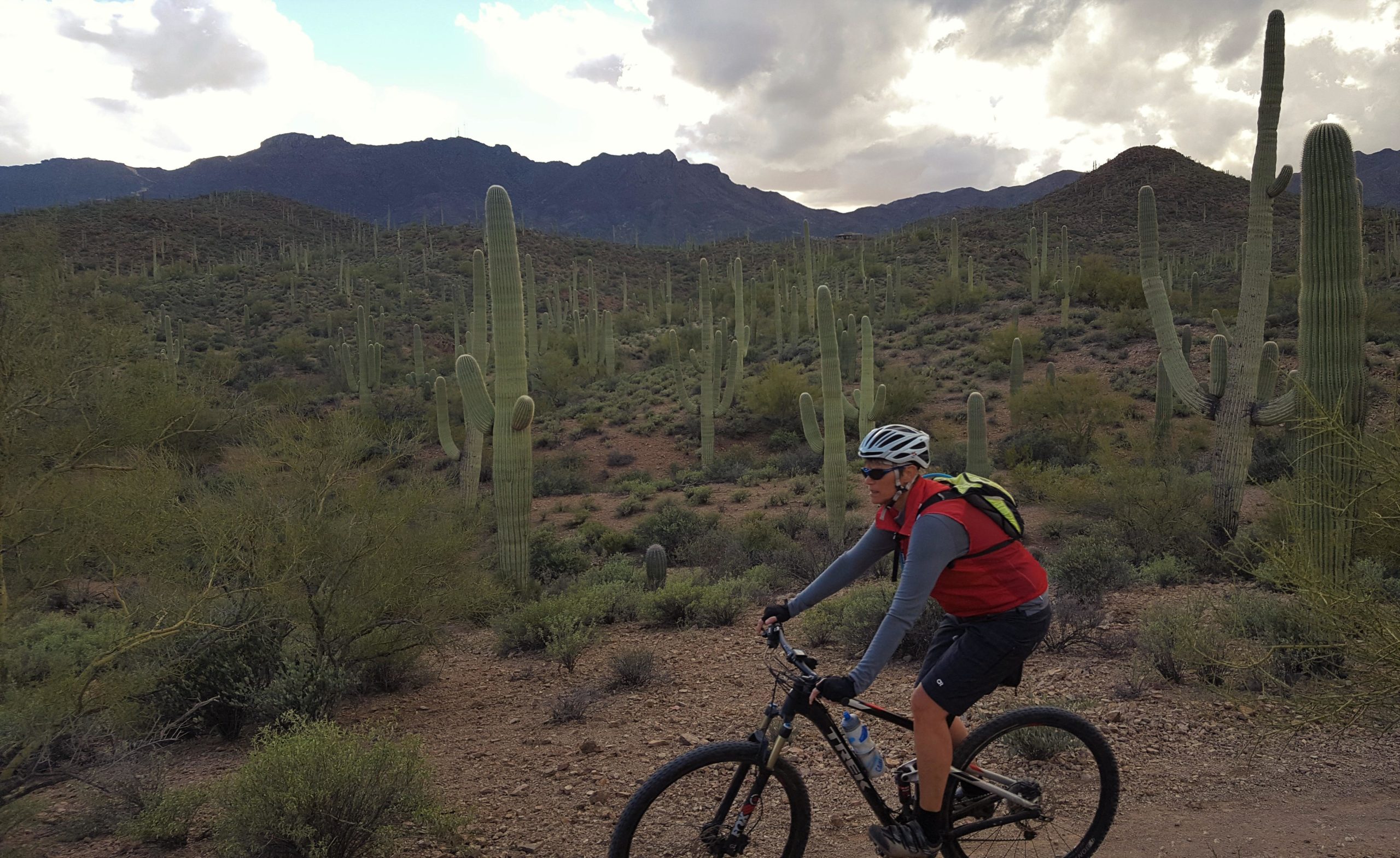 A mountain biker rides through a desert landscape dotted with tall saguaros and rolling hills, with dark clouds in the sky and mountains in the background. Sweetwater Preserve mountain bike trail.