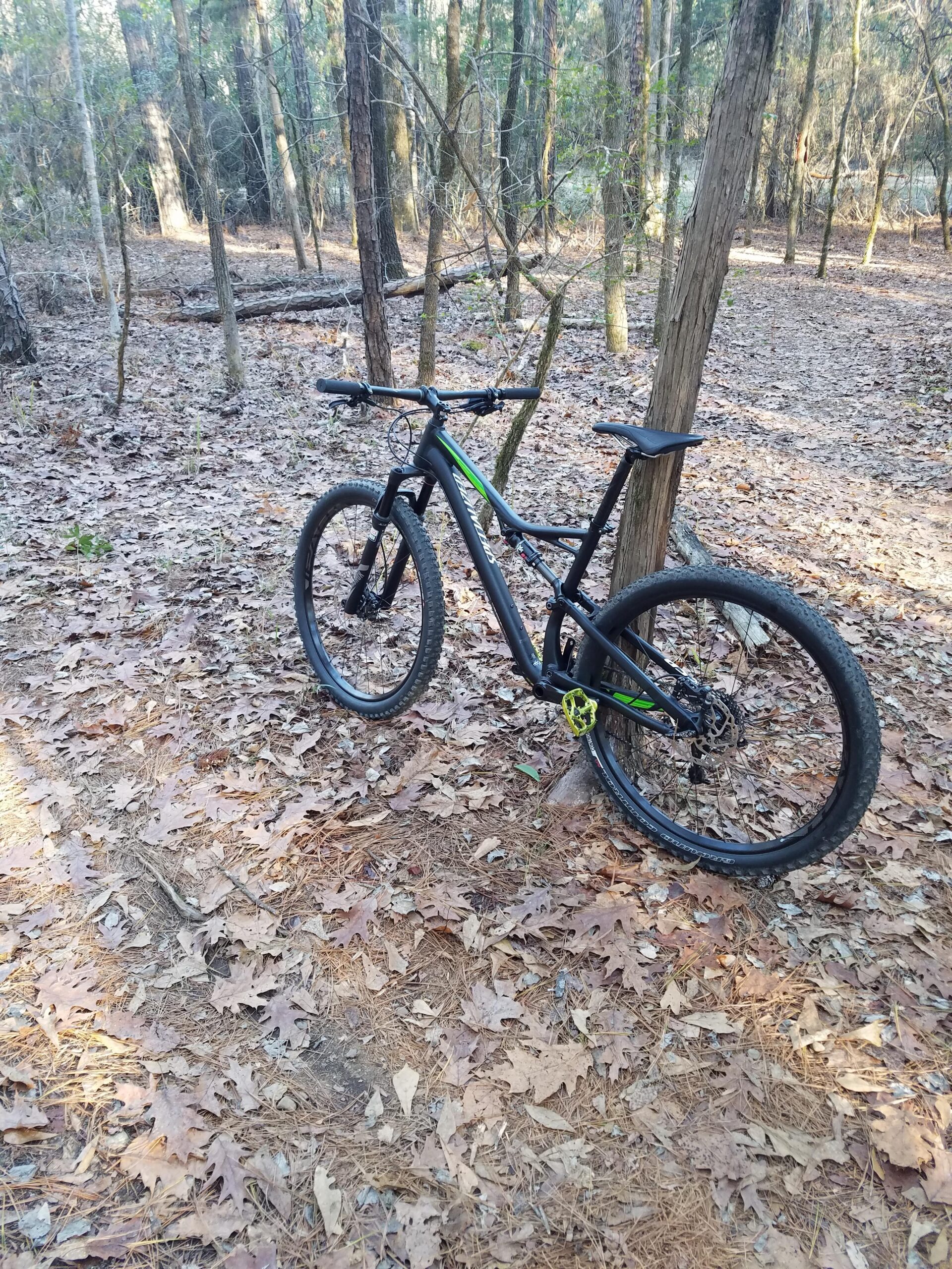Specialized Camber Comp 29: A mountain bike leaning against a tree in a forested area, surrounded by fallen leaves and pine needles. Sunlight filters through the trees, creating a serene outdoor atmosphere.