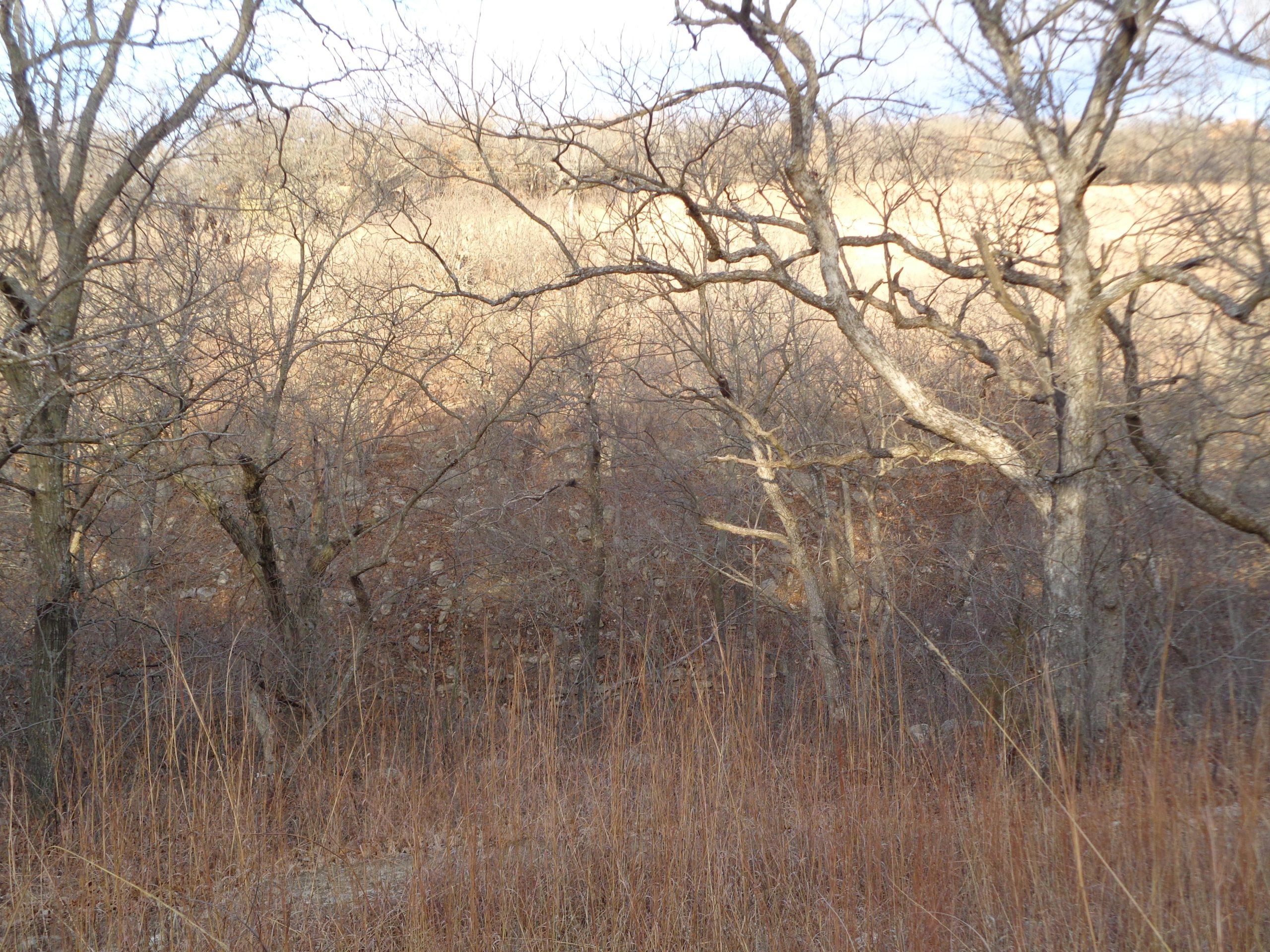 A winter landscape featuring bare trees and dry grasses, with a rocky slope in the background and a soft sunlight illuminating the scene. The atmosphere is calm and natural, showcasing the muted colors of the season. Camp Horizon mountain bike trail.