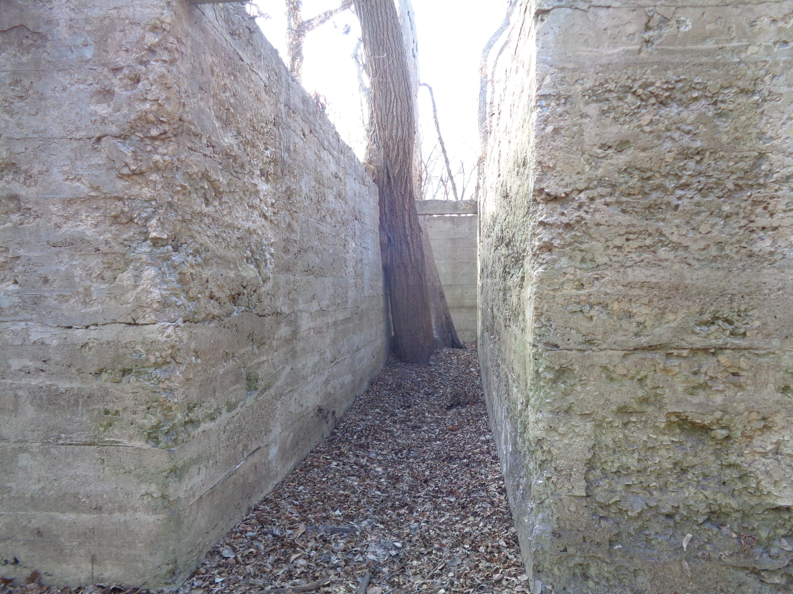 A narrow pathway between two weathered stone walls, with a large tree growing in the center. The ground is covered with dried leaves, and trees are visible in the background. The scene is illuminated by natural light, suggesting an outdoor setting. Camp Horizon mountain bike trail.