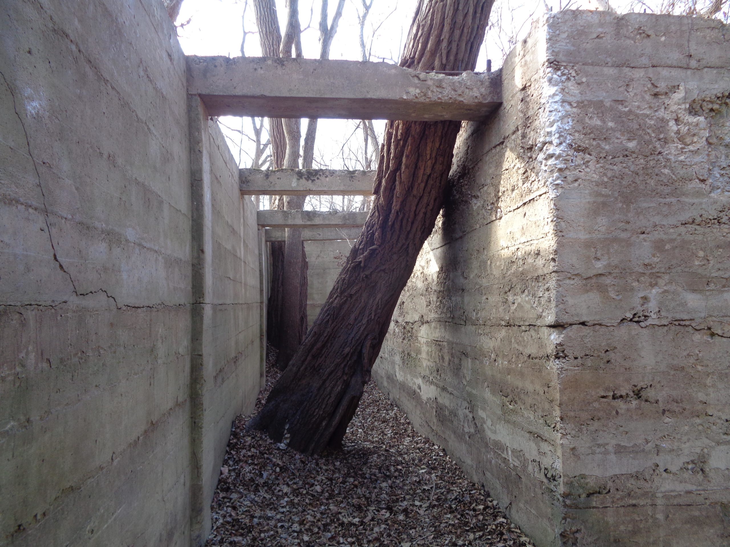 A narrow pathway between two weathered concrete walls, with a large tree trunk growing at an angle through the space. The ground is covered with dry leaves, and overhead branches can be seen in the background against a clear sky. Camp Horizon mountain bike trail.