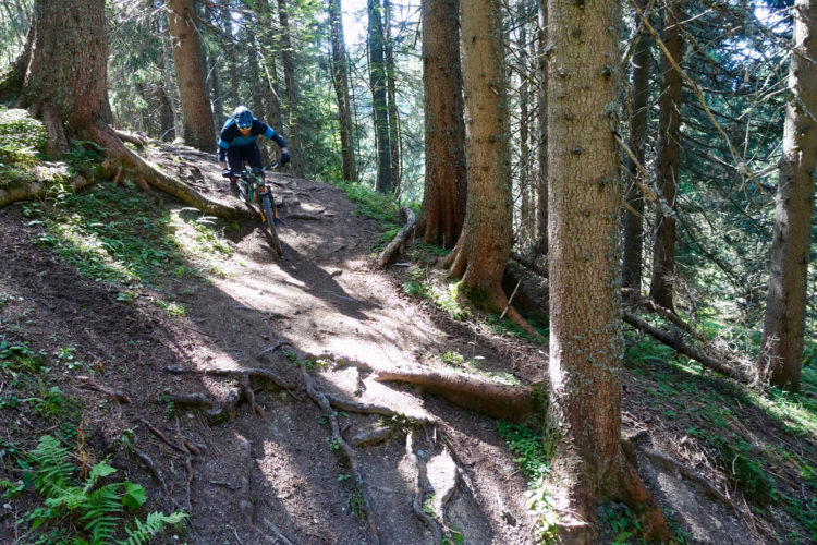 A mountain biker navigating a dirt trail surrounded by tall trees in a forest. Sunlight filters through the branches, creating contrasting areas of light and shadow on the path. The terrain features roots and natural obstacles, showcasing the challenges of off-road biking.
