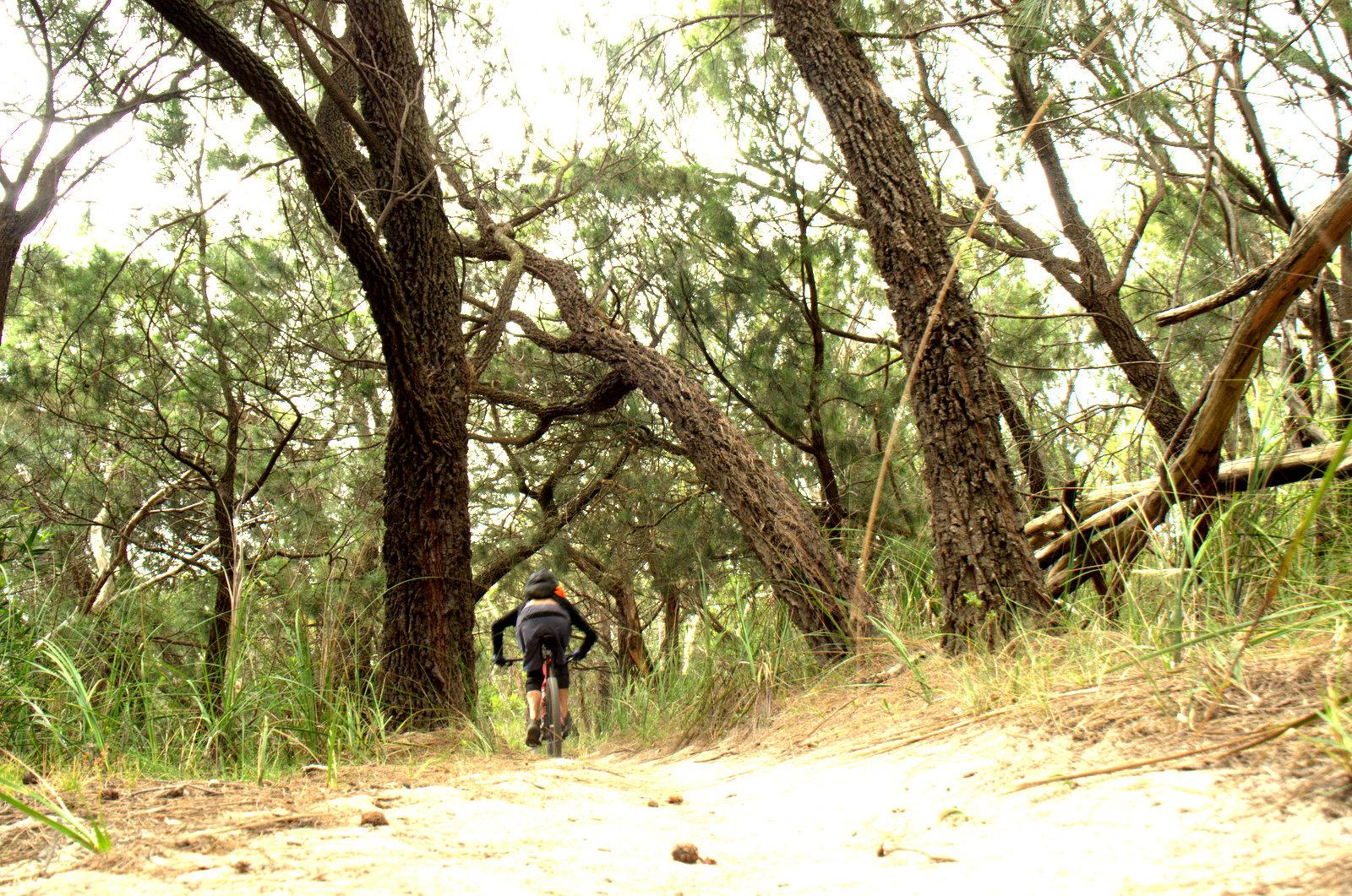 A cyclist riding along a dirt trail surrounded by tall trees and lush greenery. The path is sandy and lined with grass, creating a natural outdoor environment. The scene is bright and has a serene, adventurous feel. Arthurs Seat MTB Park mountain bike trail.