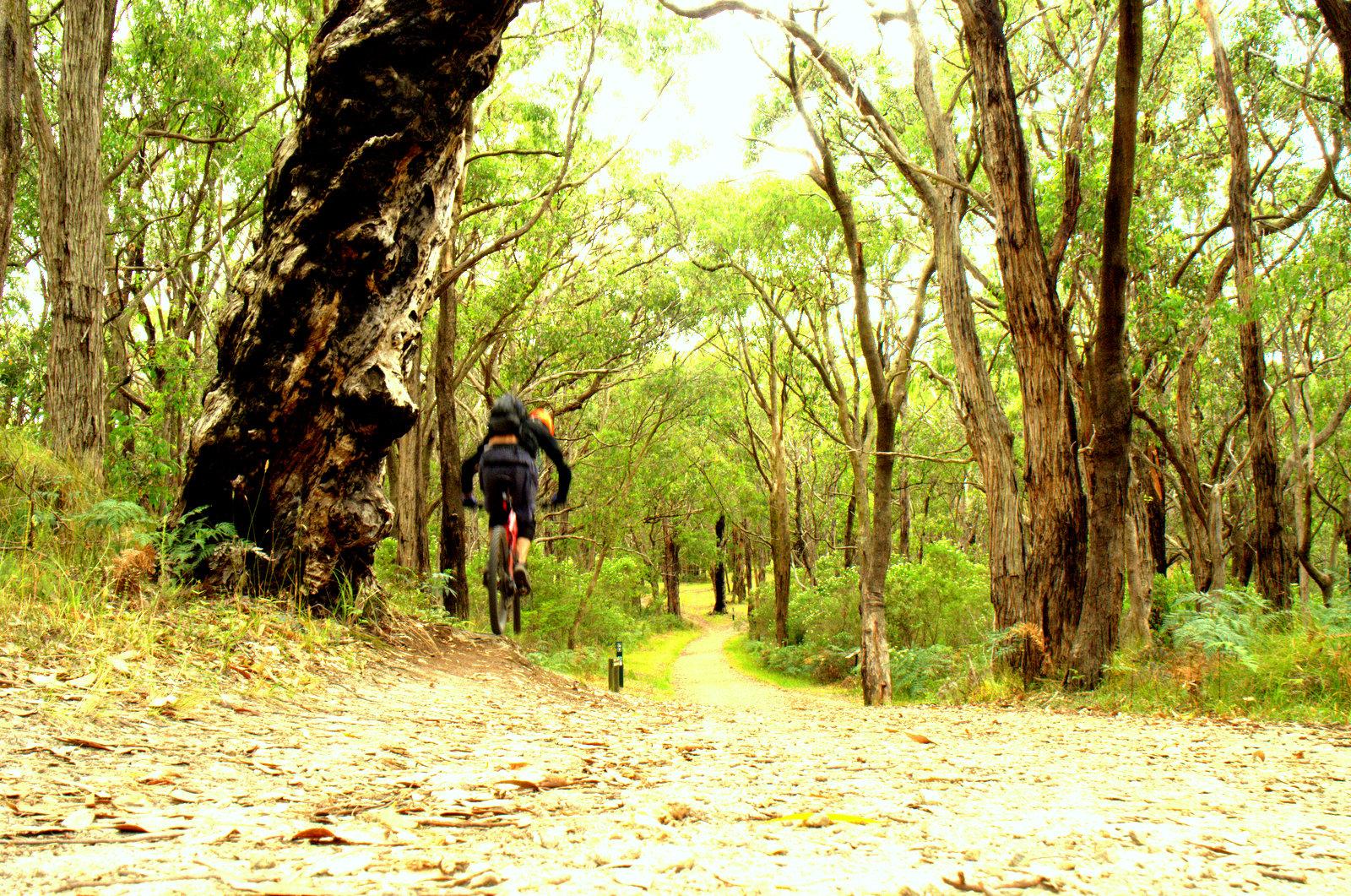 A mountain biker riding along a dirt path in a lush, green forest, surrounded by tall trees and natural foliage. The scene captures the dynamic movement of the cyclist as they navigate the trail. Arthurs Seat MTB Park mountain bike trail.