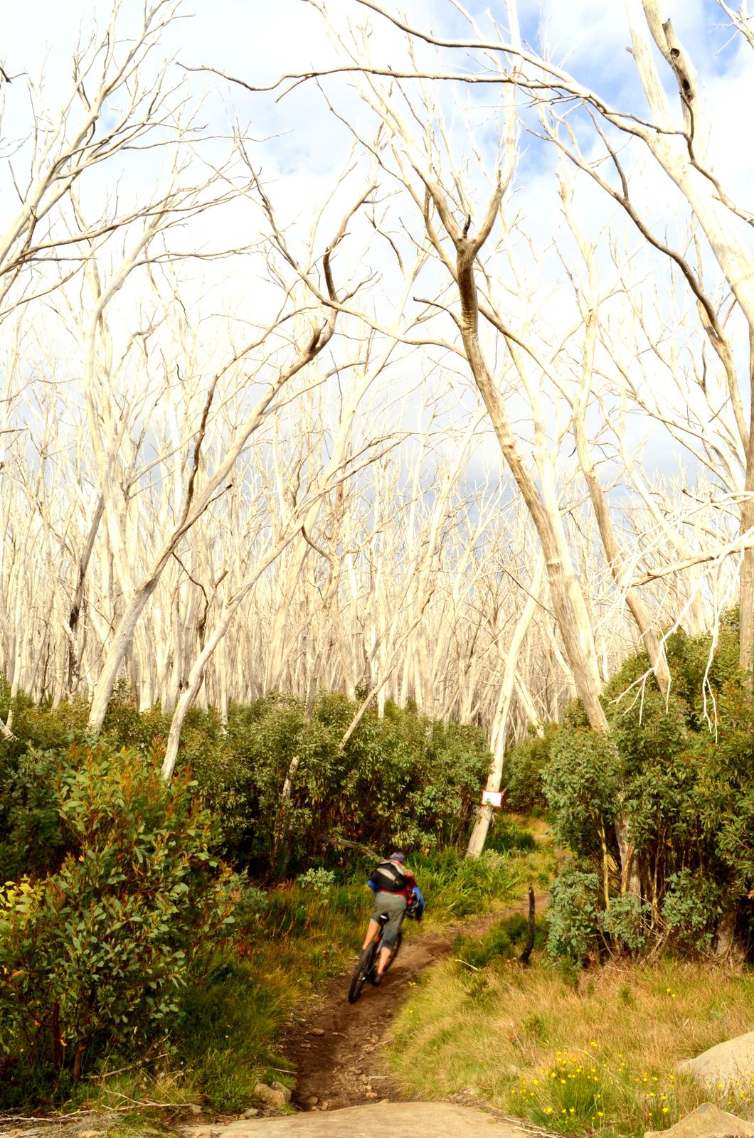 A mountain biker riding along a dirt trail through a forest of white-barked trees, surrounded by lush greenery and wildflowers under a cloudy sky. Lake Mountain mountain bike trail.