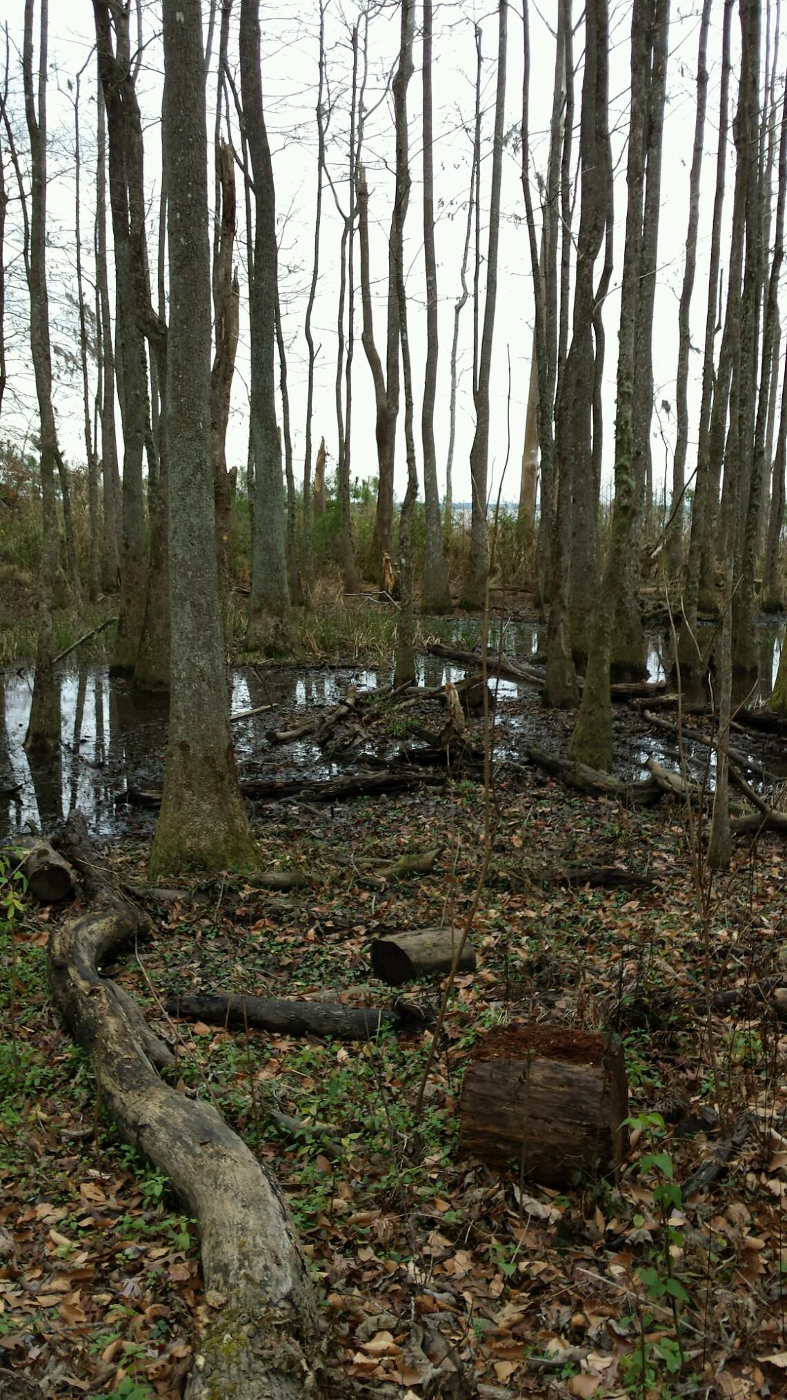 A serene wooded area featuring tall, bare trees surrounding a wetland. The ground is covered with fallen leaves and logs, with patches of water reflecting the trees. The atmosphere conveys a calm and natural environment, ideal for wildlife. Flanners Beach Loop mountain bike trail.