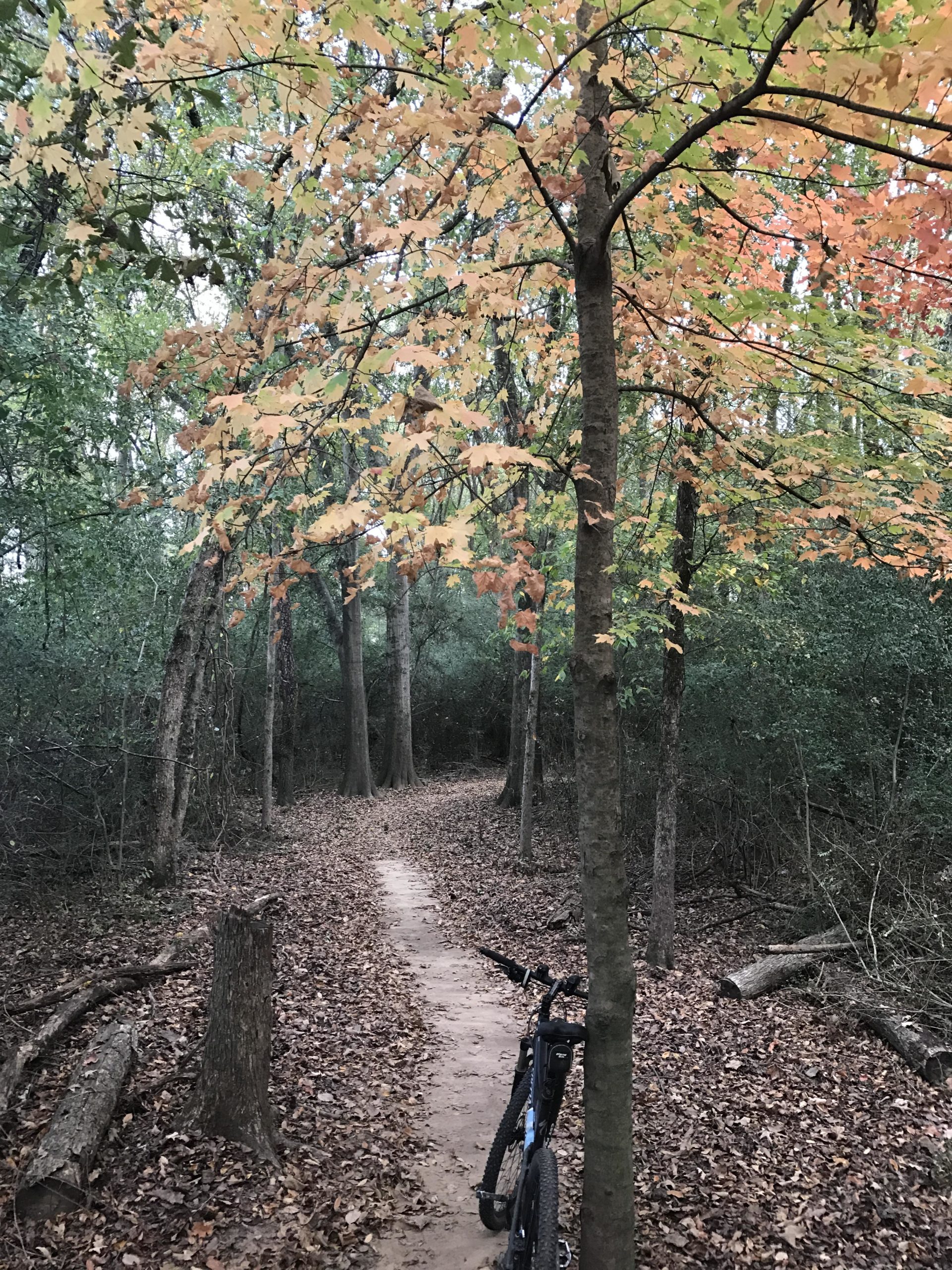 A peaceful autumn scene featuring a winding dirt path through a forest, surrounded by trees with colorful fall leaves. A mountain bike leans against a tree on the right, while fallen leaves cover the ground. Soft light filters through the foliage, creating a serene atmosphere. Spadra Creek Nature Trail mountain bike trail.