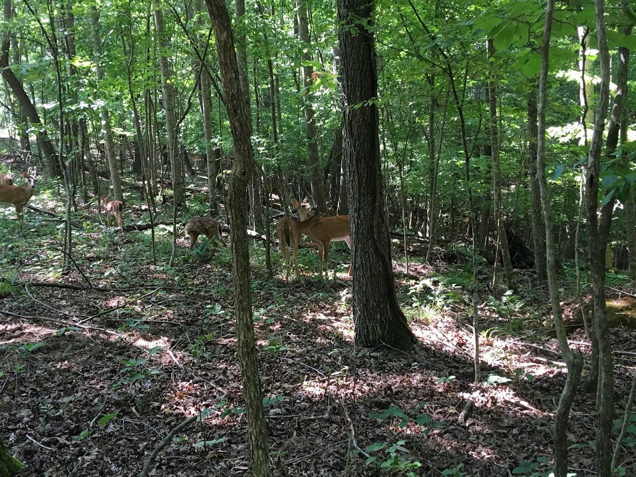 A peaceful wooded scene featuring several deer in a forest. The sun filters through the trees, illuminating the underbrush filled with leaves and fallen branches. The deer are in various poses, some grazing while others stand among the trees, surrounded by lush greenery. South Loop mountain bike trail.