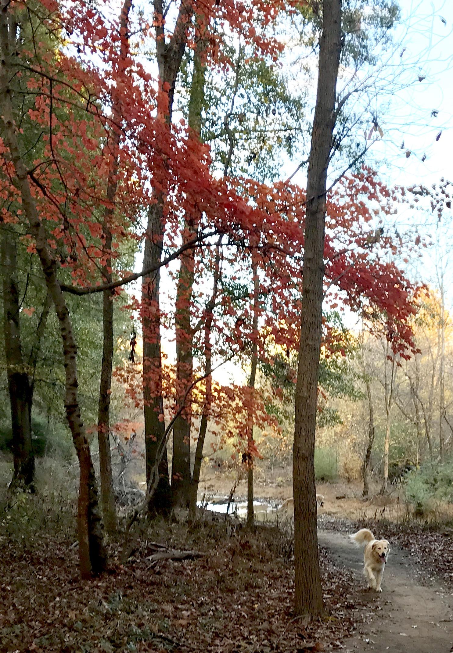 A golden retriever strolling along a dirt path surrounded by trees with vibrant red leaves, set against a backdrop of gentle autumn colors and a tranquil stream. Spadra Creek Nature Trail mountain bike trail.
