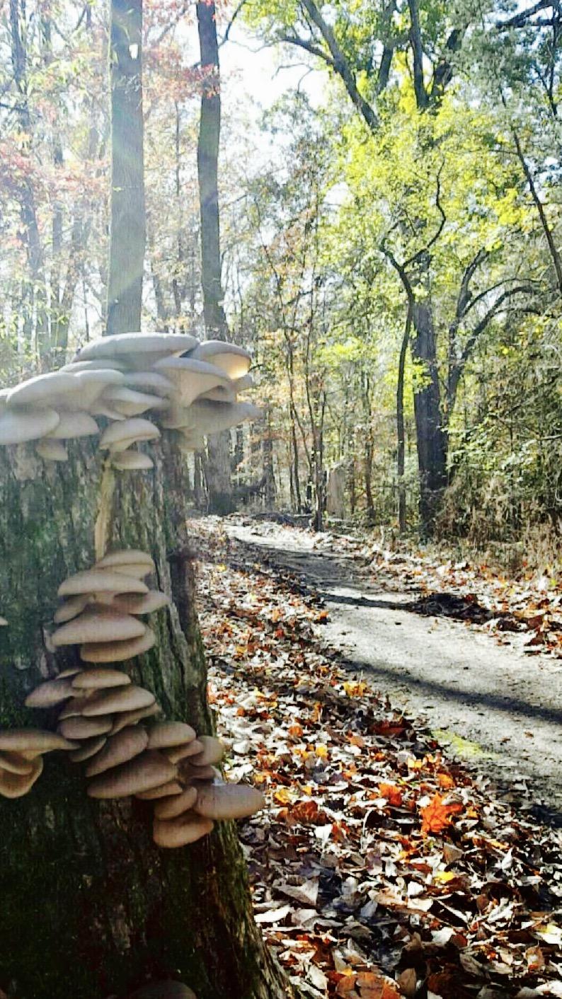 A tree trunk partially covered with clusters of mushrooms, set in a wooded area with a winding dirt path in the background, surrounded by autumn leaves and vibrant green foliage. Sunlight filters through the trees, creating a warm and inviting atmosphere. Spadra Creek Nature Trail mountain bike trail.
