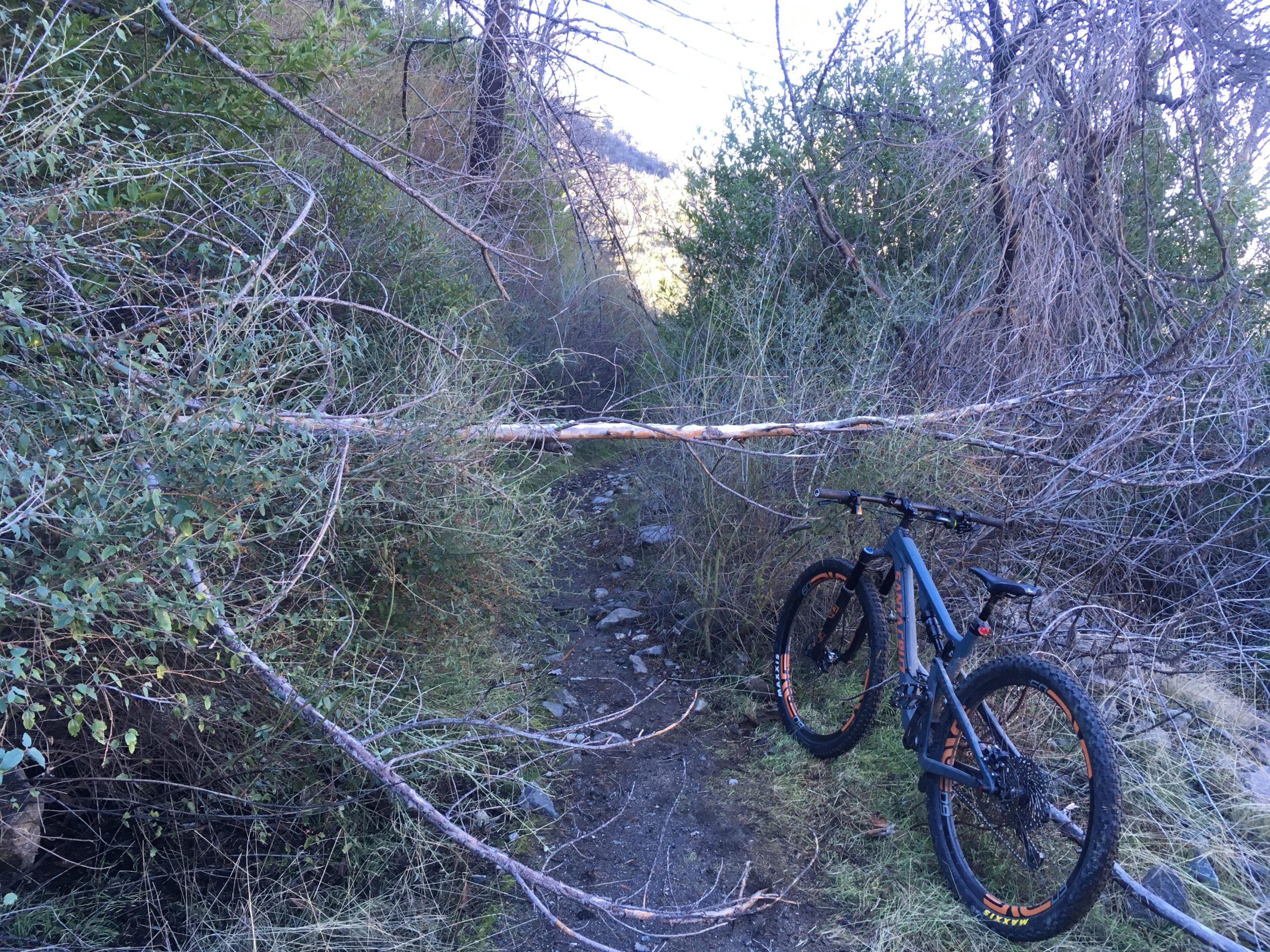 A mountain bike resting beside a narrow, overgrown trail obstructed by fallen branches and dense vegetation, surrounded by greenery and rocky terrain. Gabrielino Trail mountain bike trail.