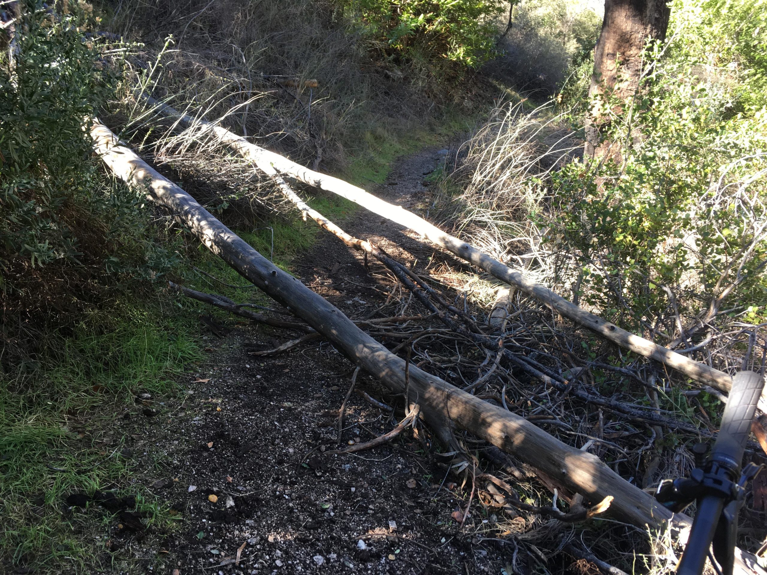 A narrow dirt path in a forested area, obstructed by fallen logs and branches. Green vegetation and grass are visible on either side of the path, indicating a natural setting. Gabrielino Trail mountain bike trail.